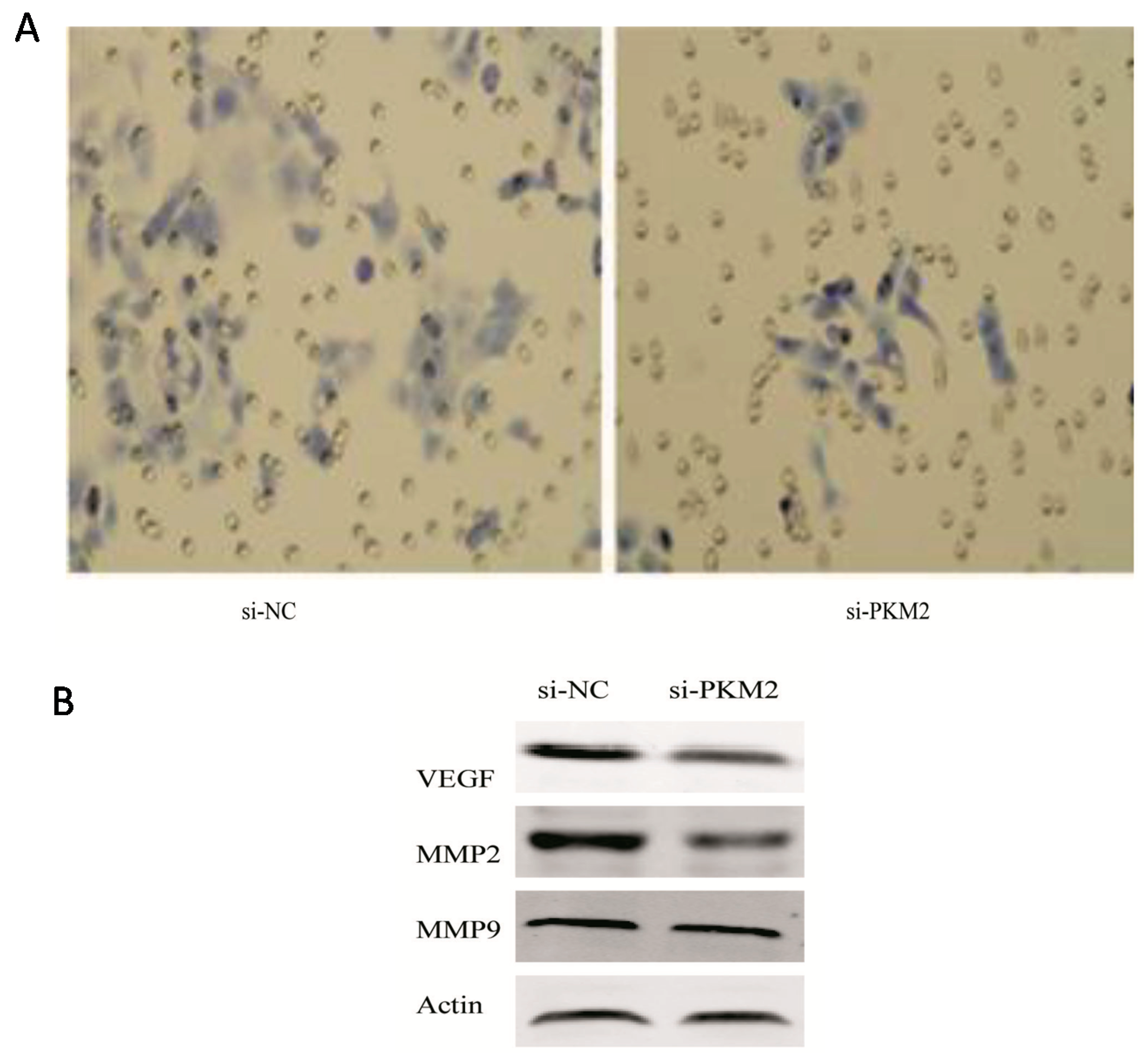 Ijms 16 24574 g006 1024