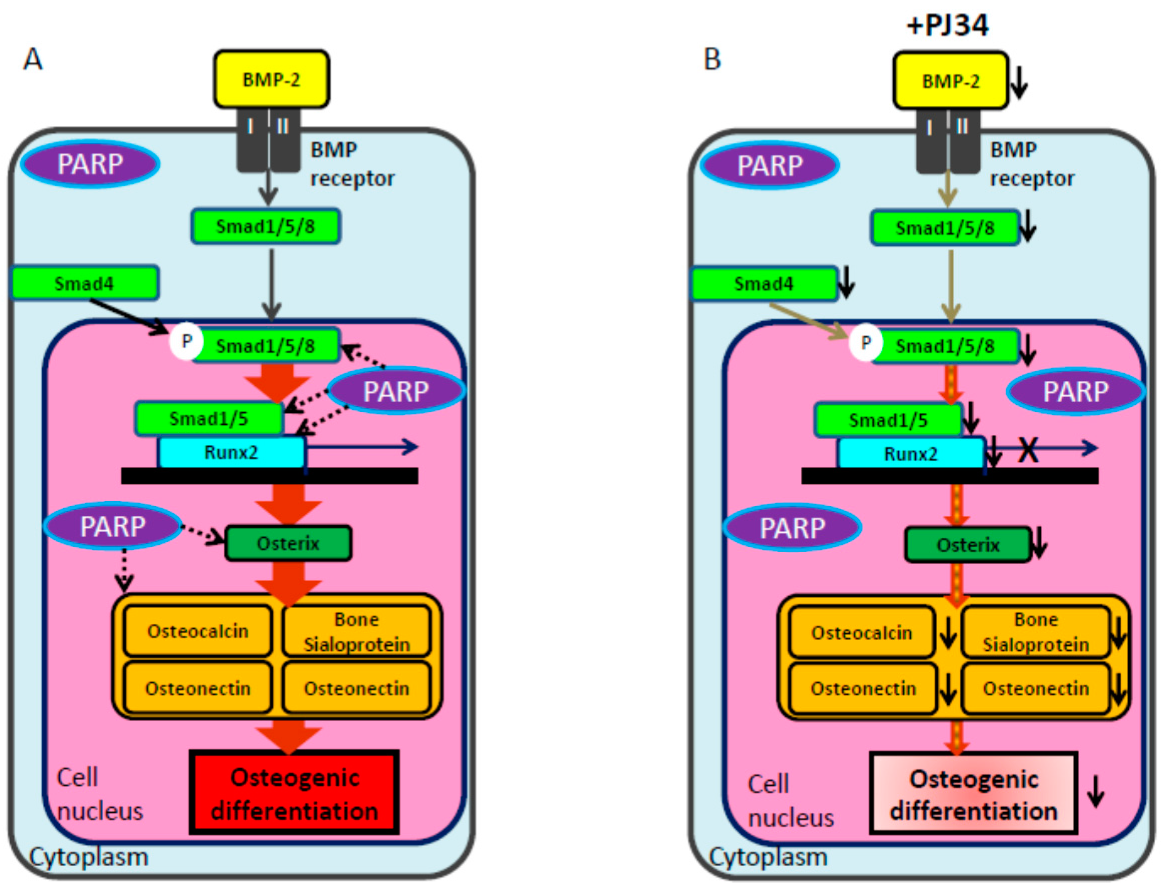 Ijms 16 24820 g010 1024