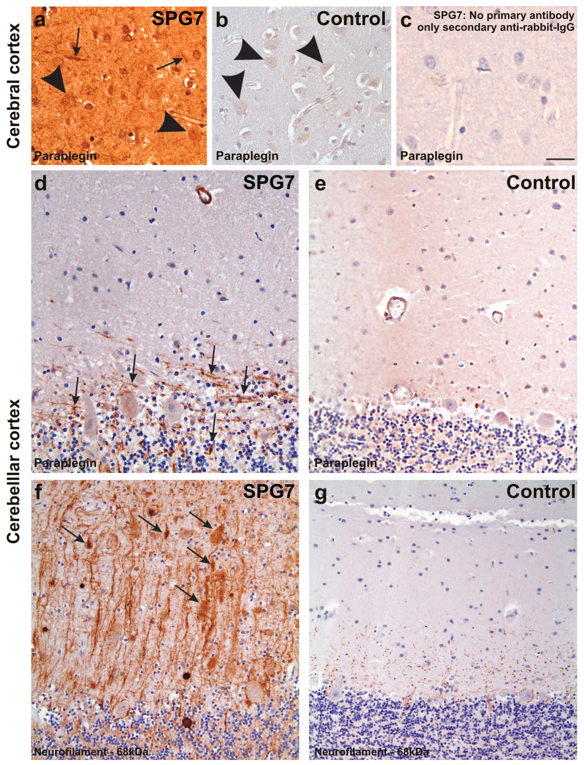 Ijms 16 25050 g004 1024