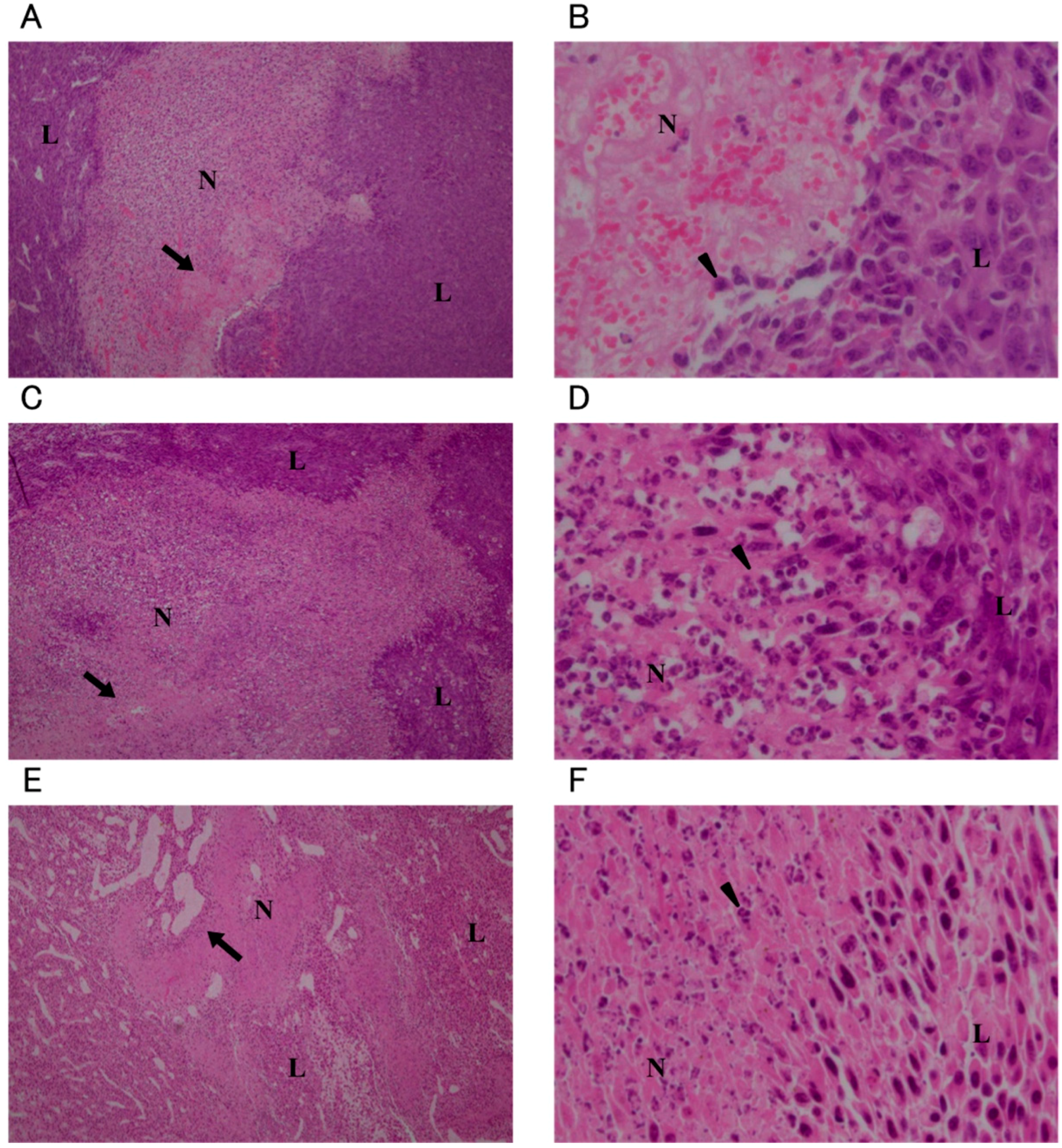 Ijms 16 25108 g004 1024