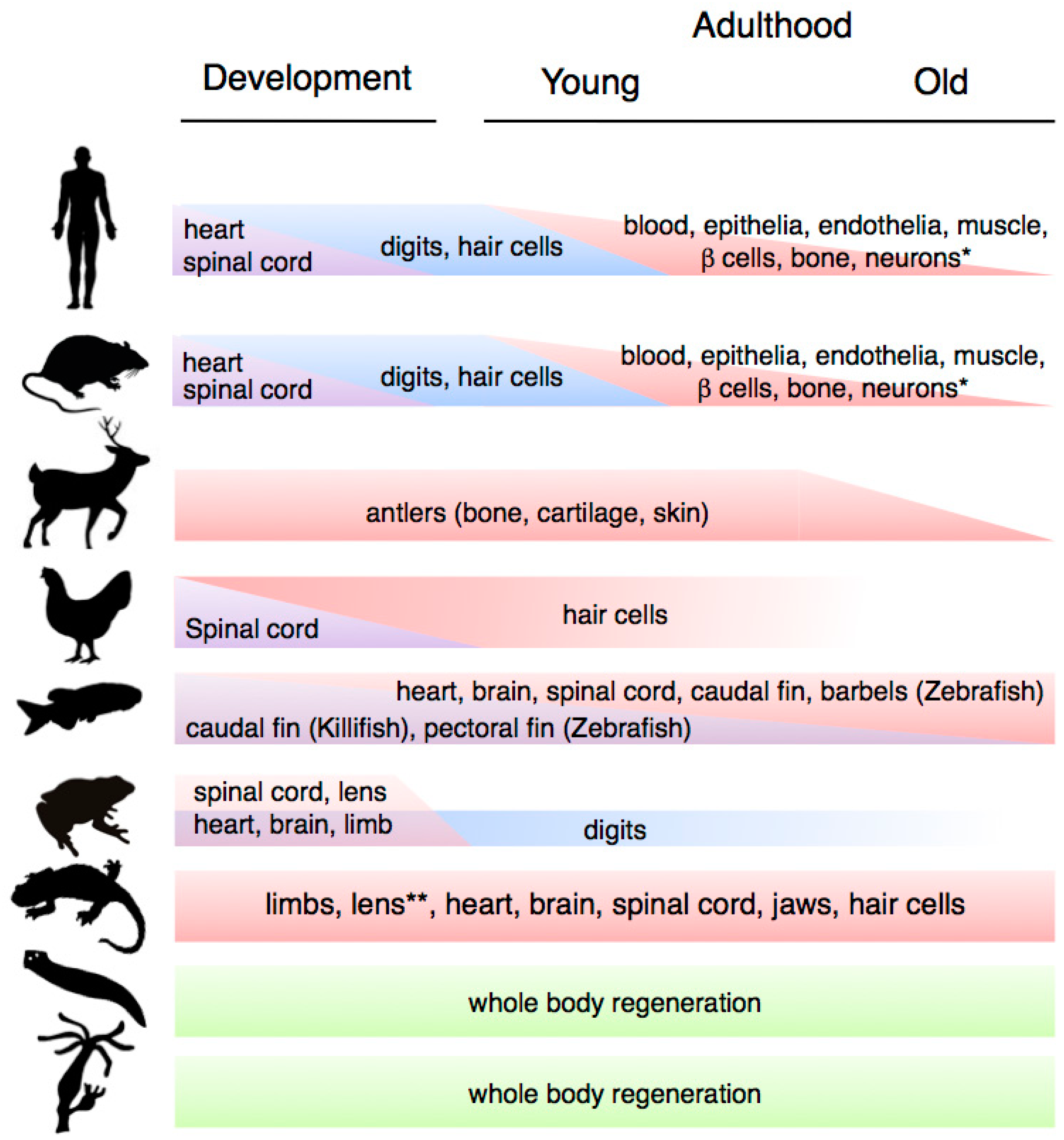 IJMS | Free Full-Text | Changes in Regenerative Capacity through Lifespan