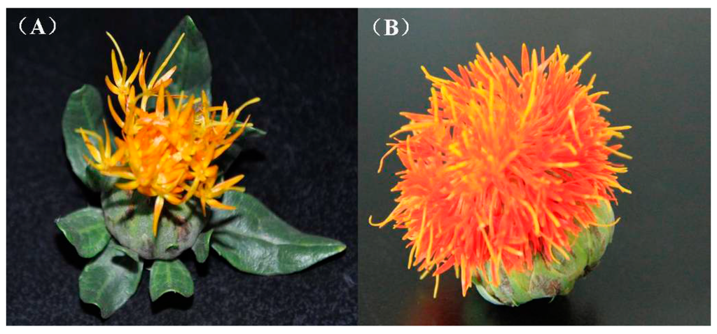 Ijms Special Issue Plant Molecular Biology - 