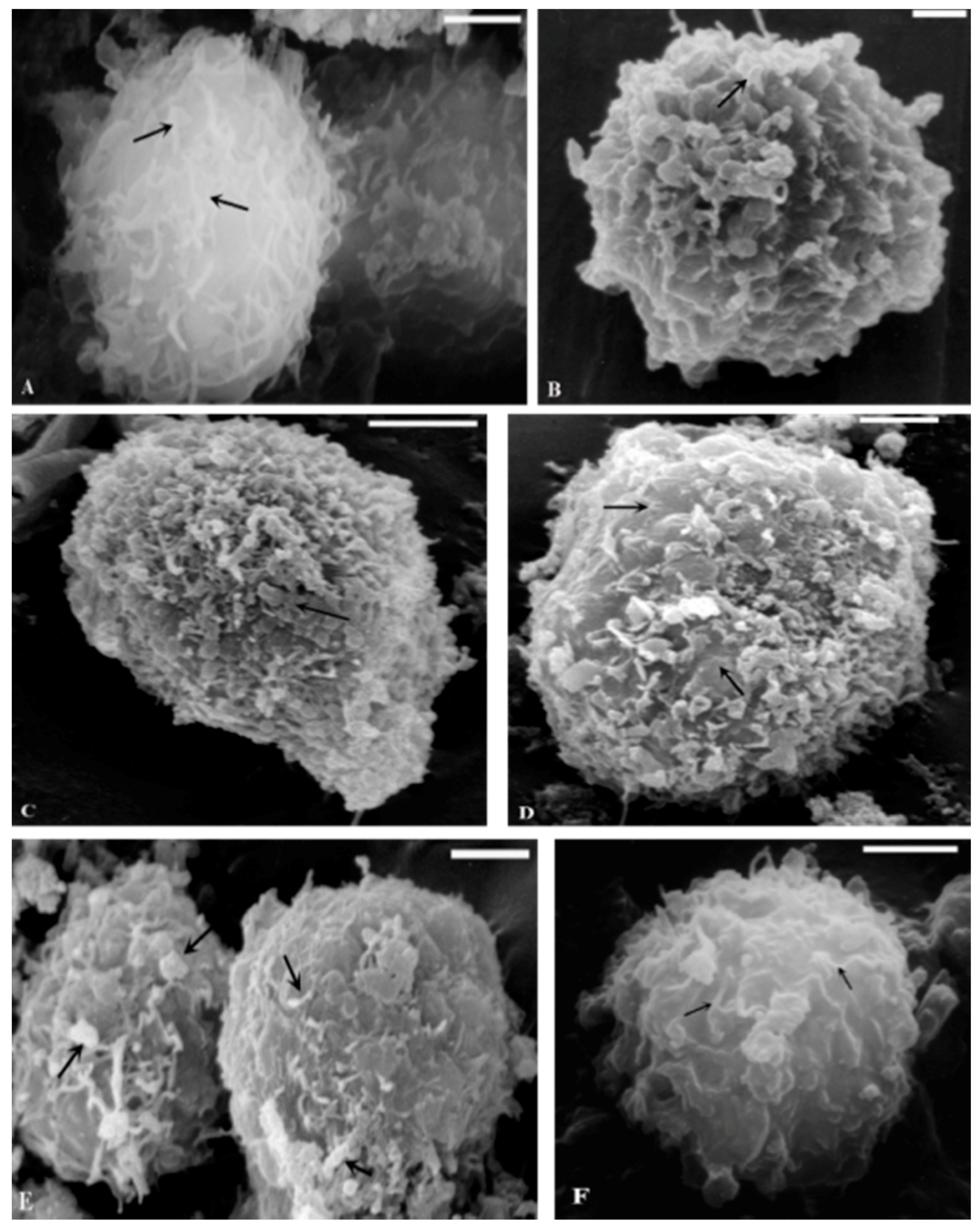 Ijms 16 25936 g003 1024