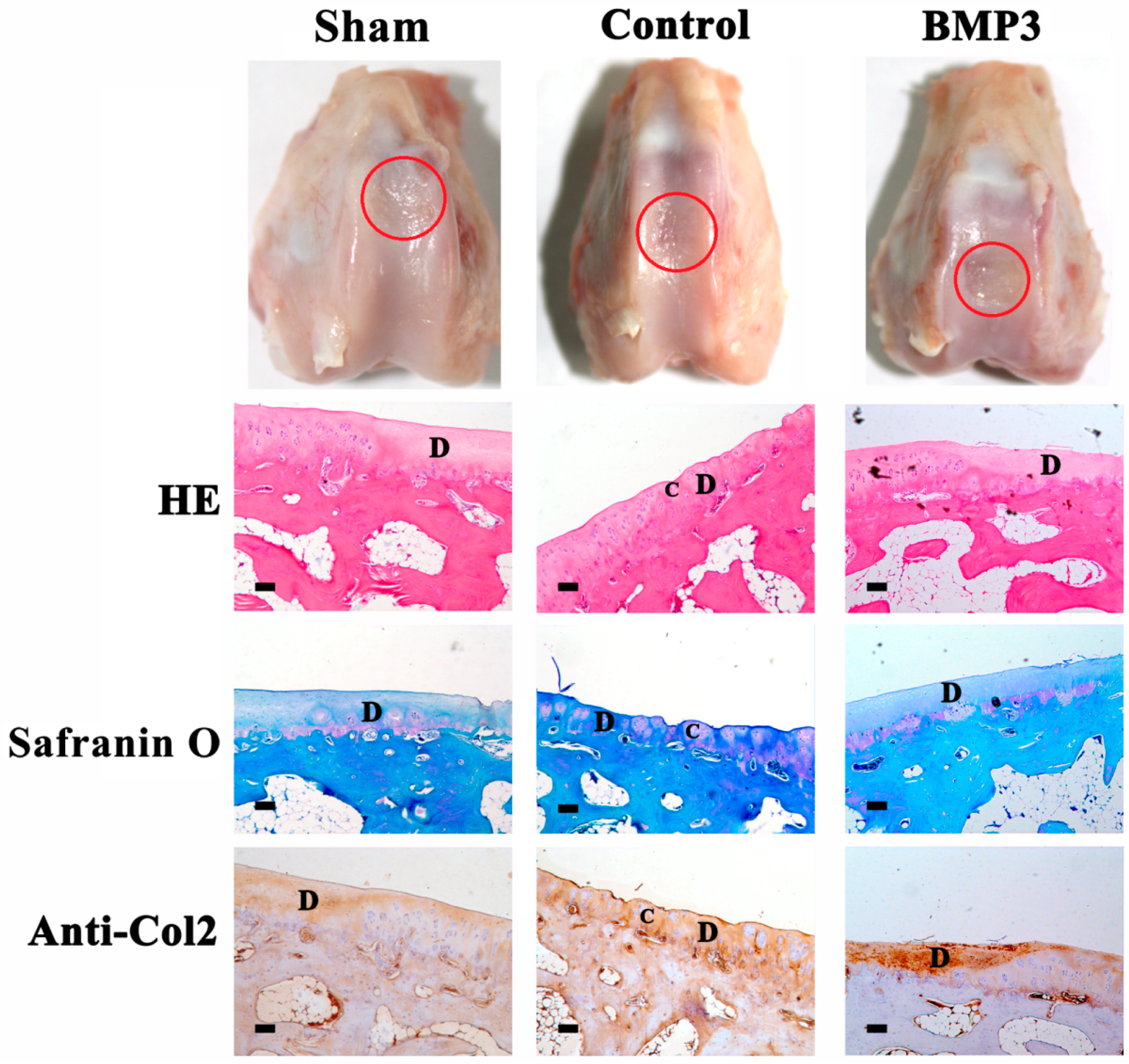 Ijms 16 25937 g001 1024