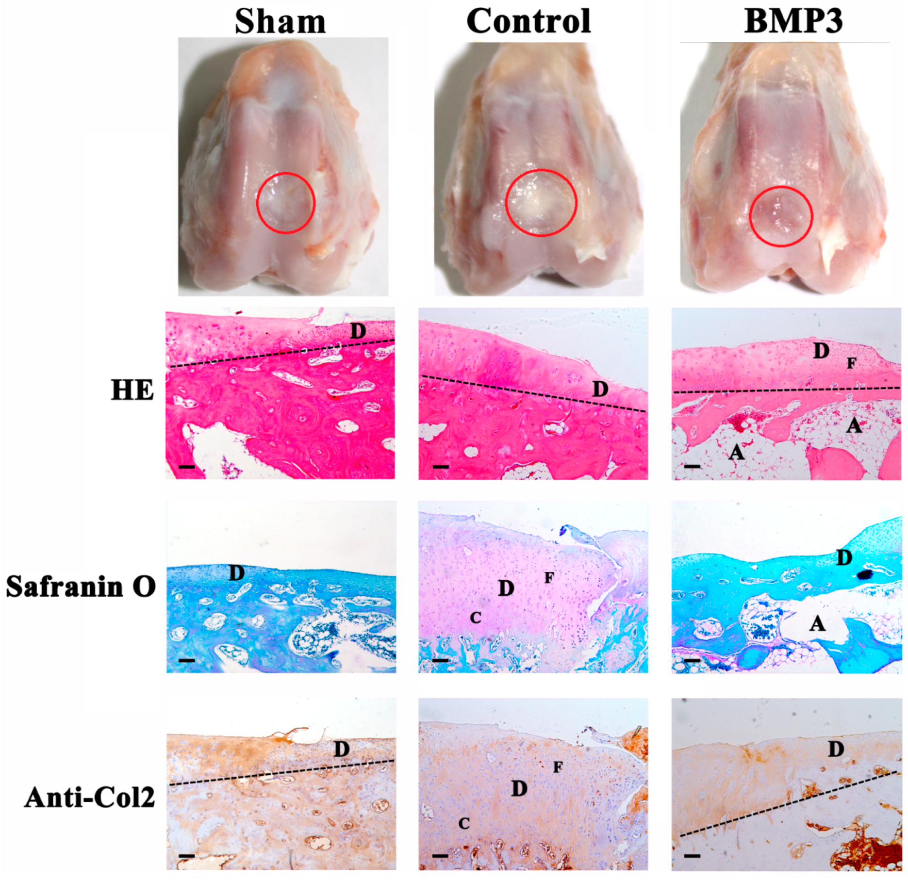 Ijms 16 25937 g002 1024