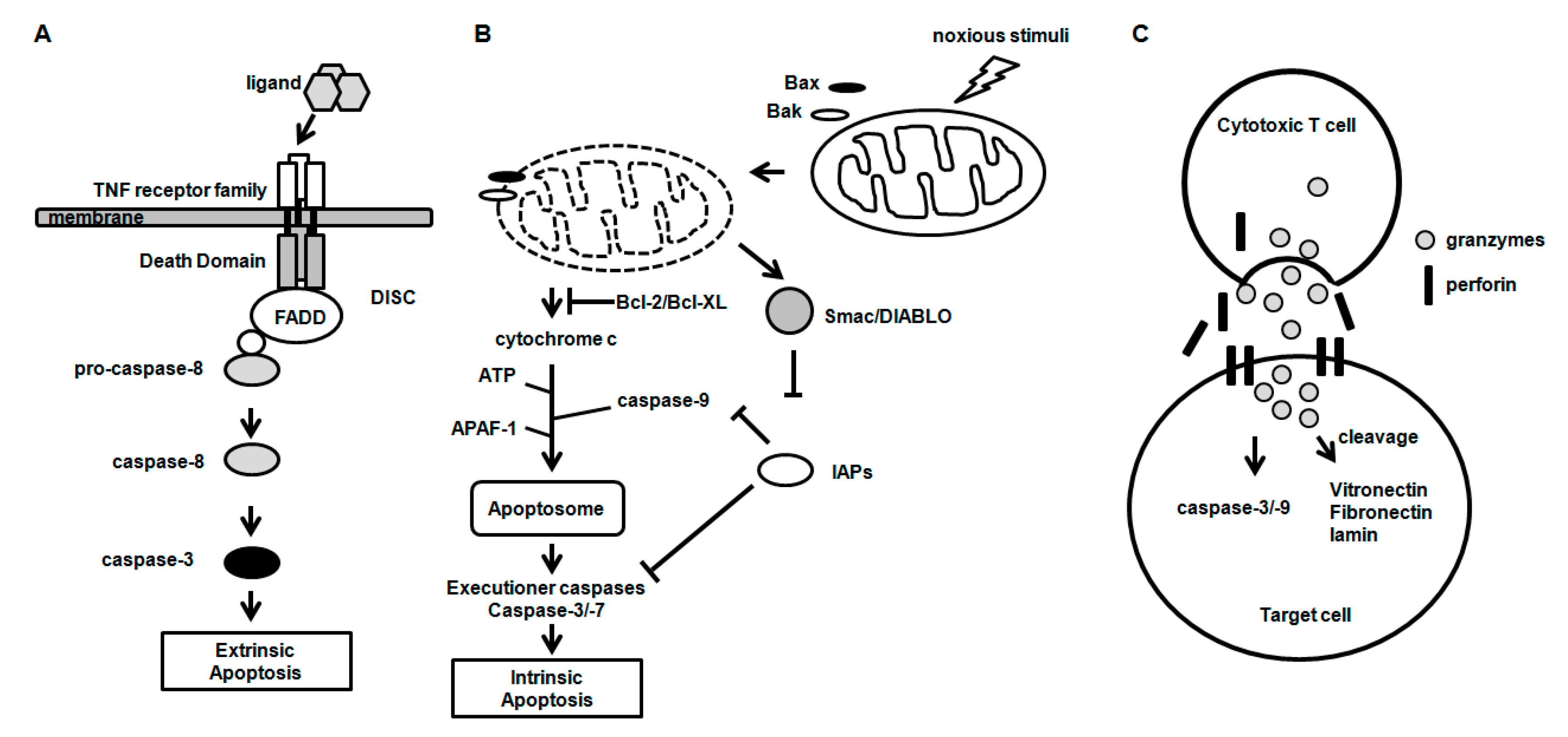 Ijms Free Fulltext Cell Death In Chondrocytes