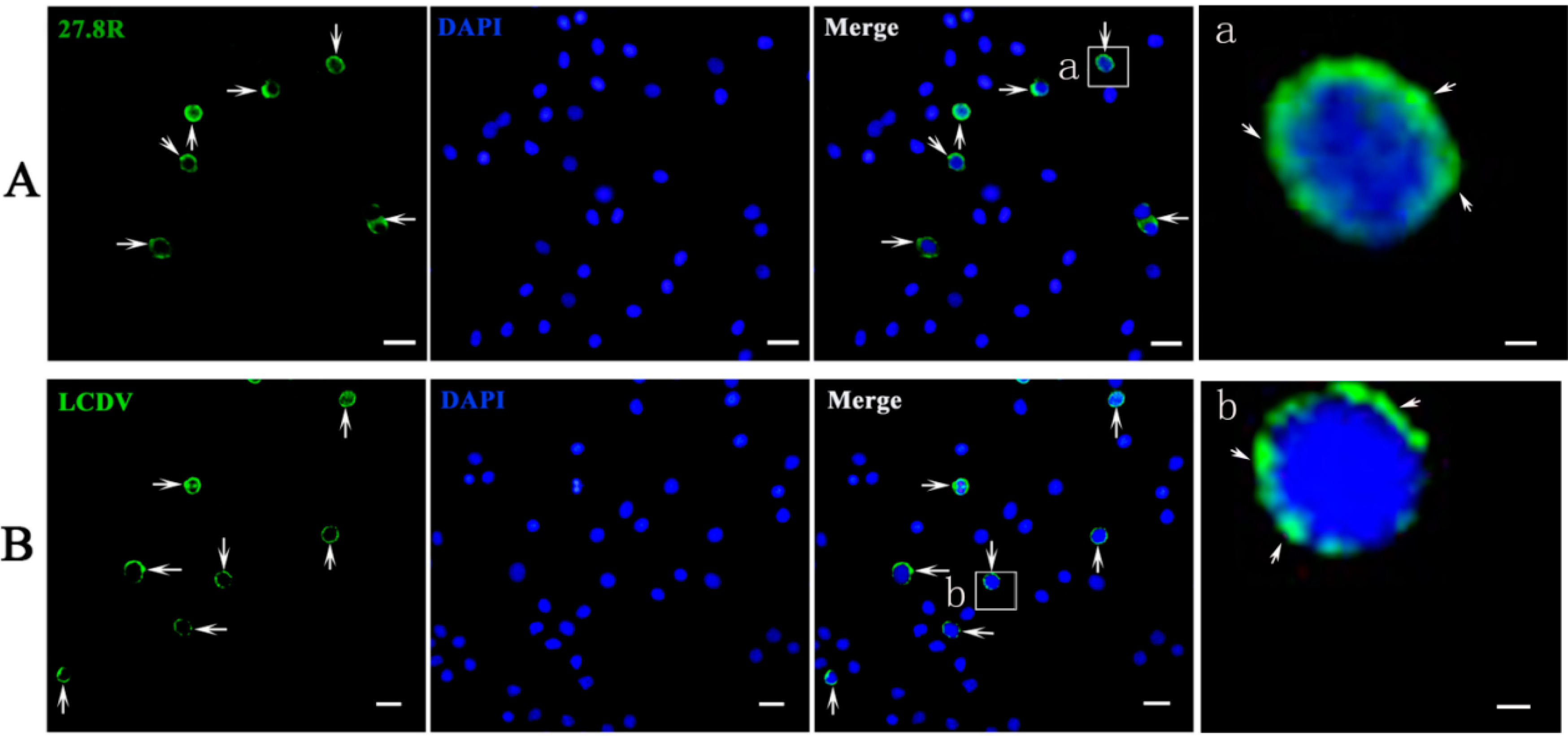 Ijms 16 25974 g008 1024