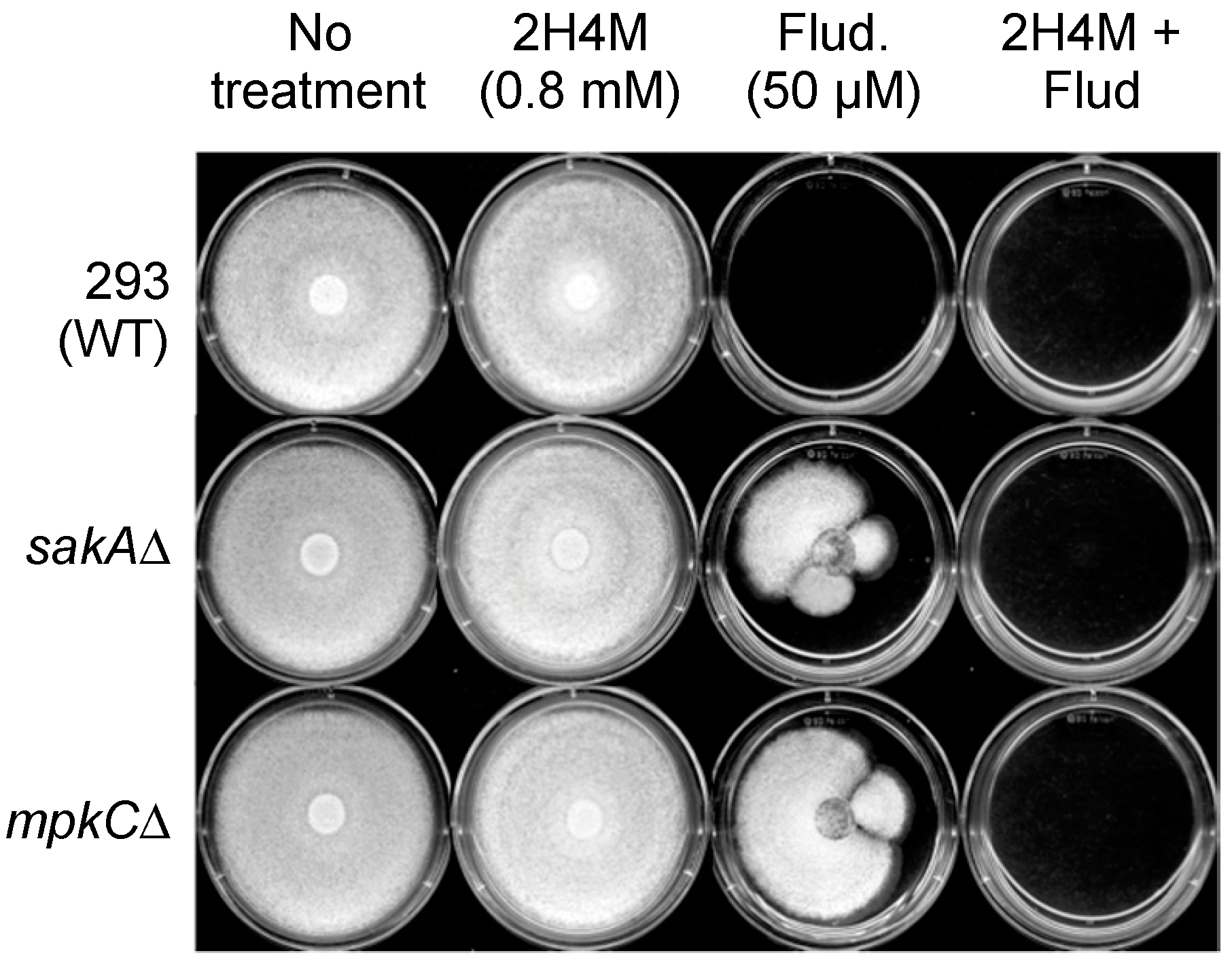 Ijms 16 25988 g006 1024