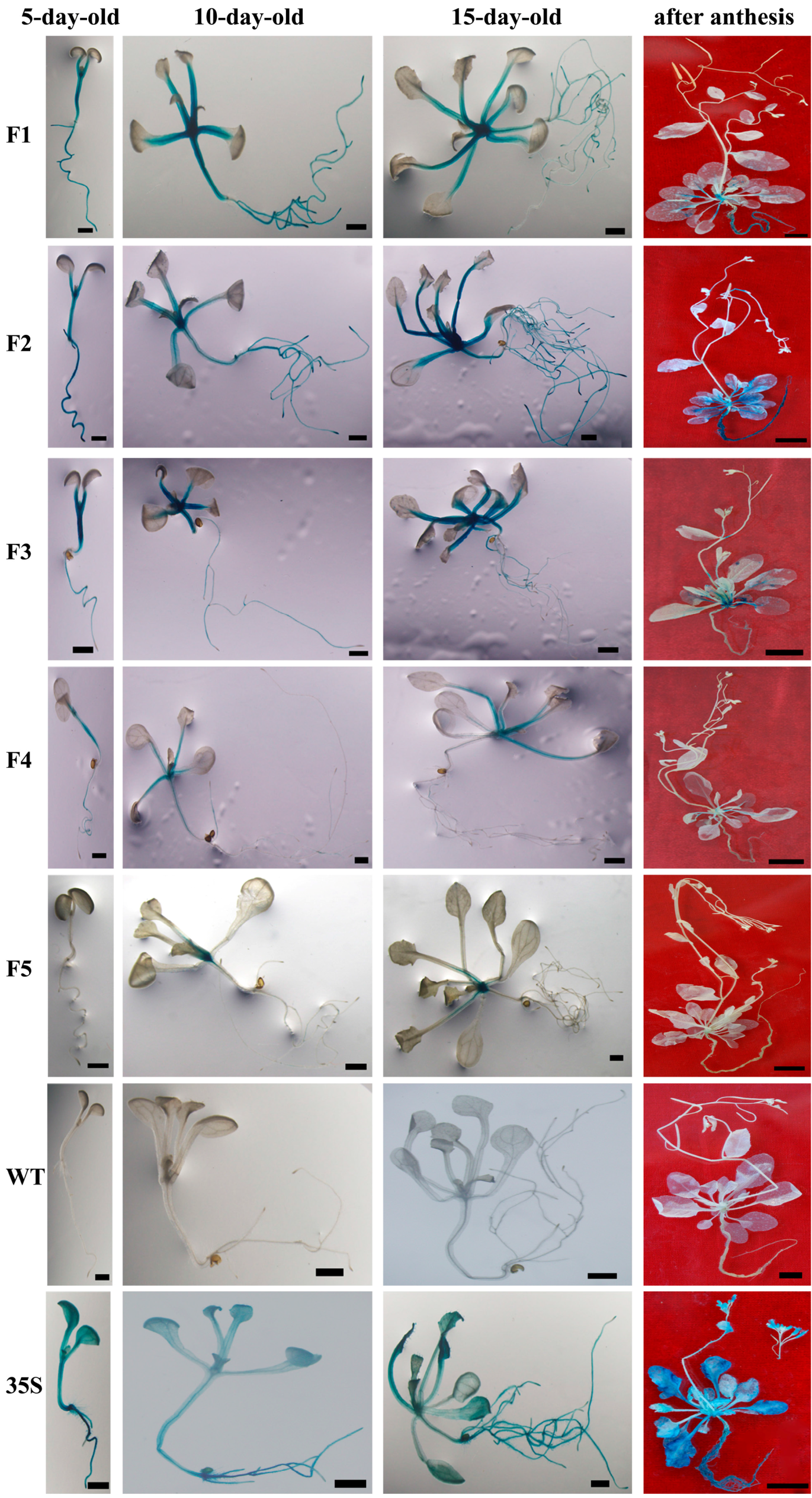 Ijms 16 26011 g002 1024