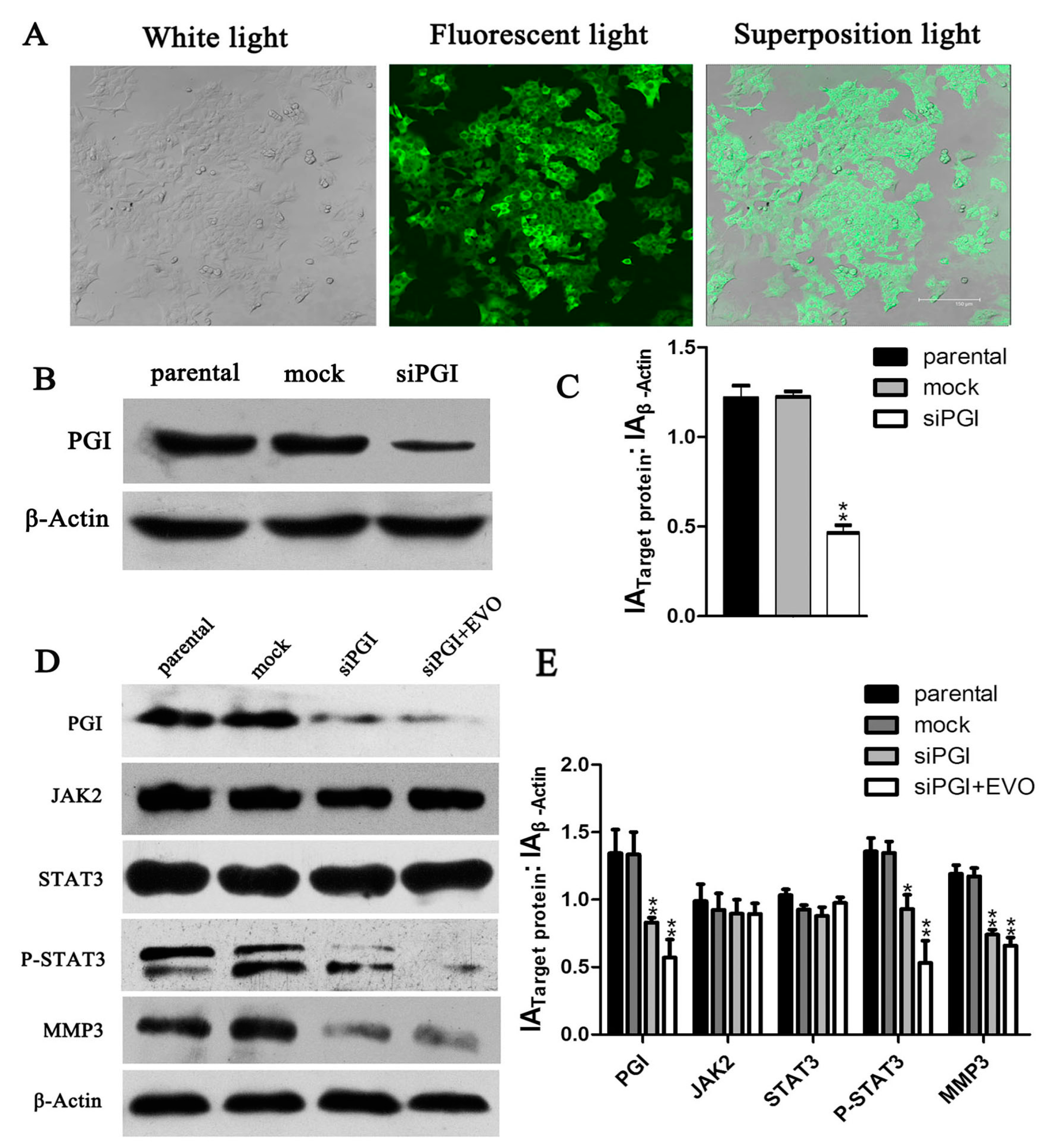 Ijms 16 26031 g005 1024