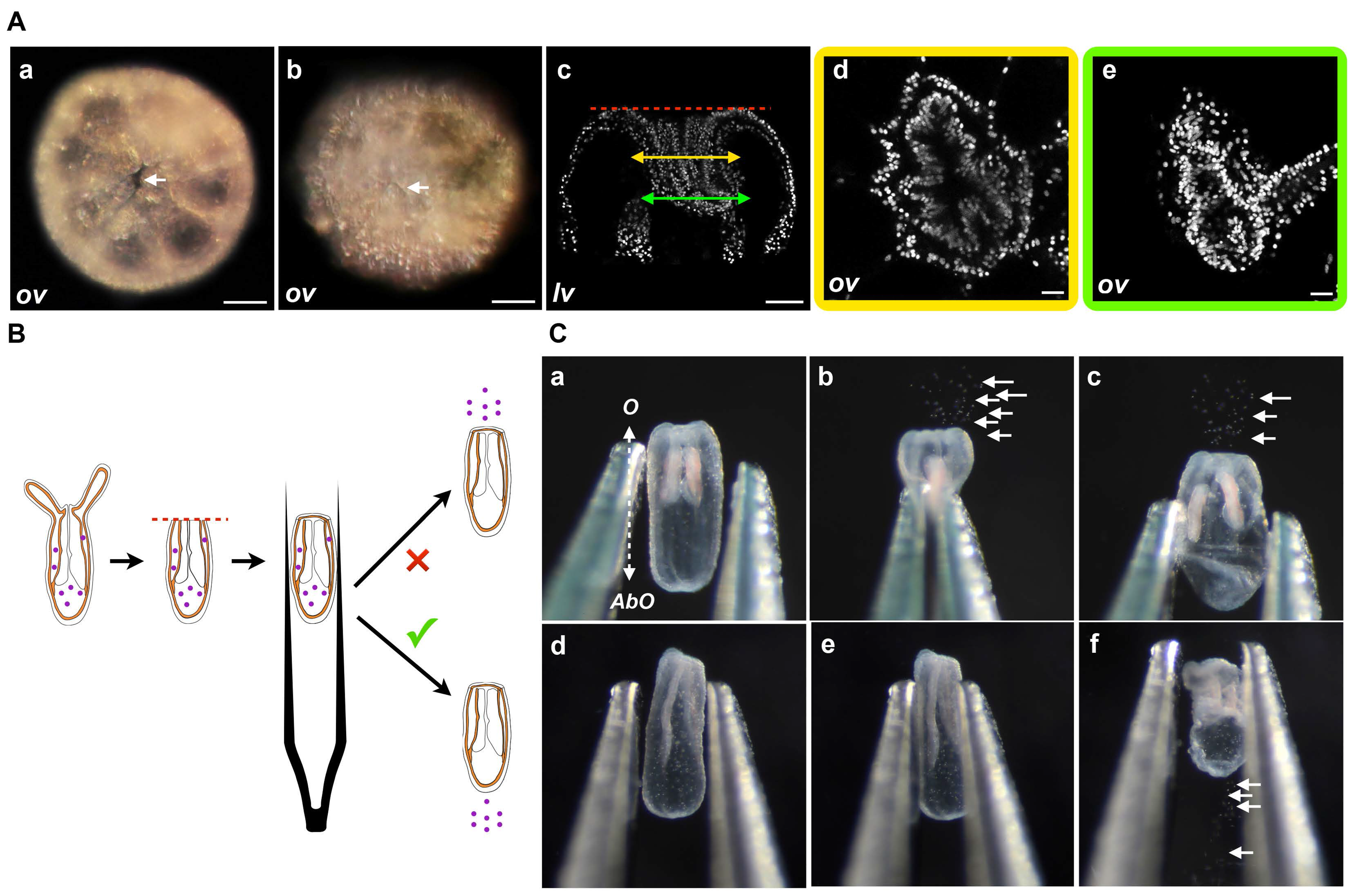 Ijms 16 26100 g004 1024