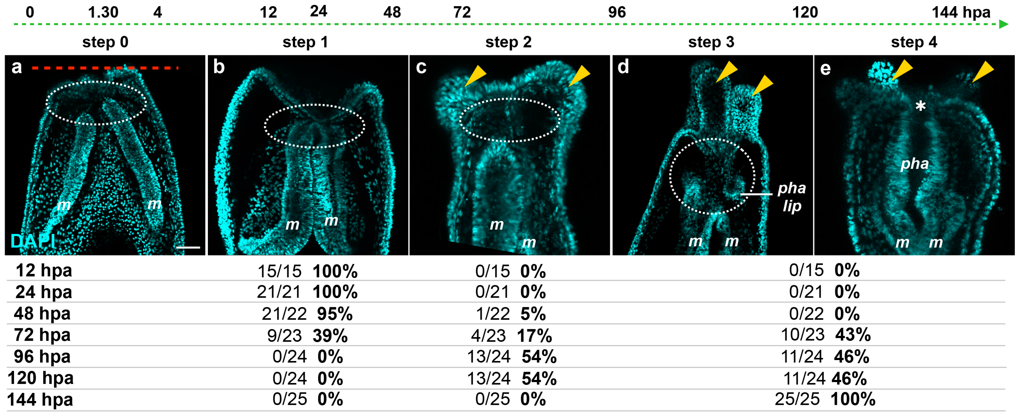 Ijms 16 26100 g006 1024