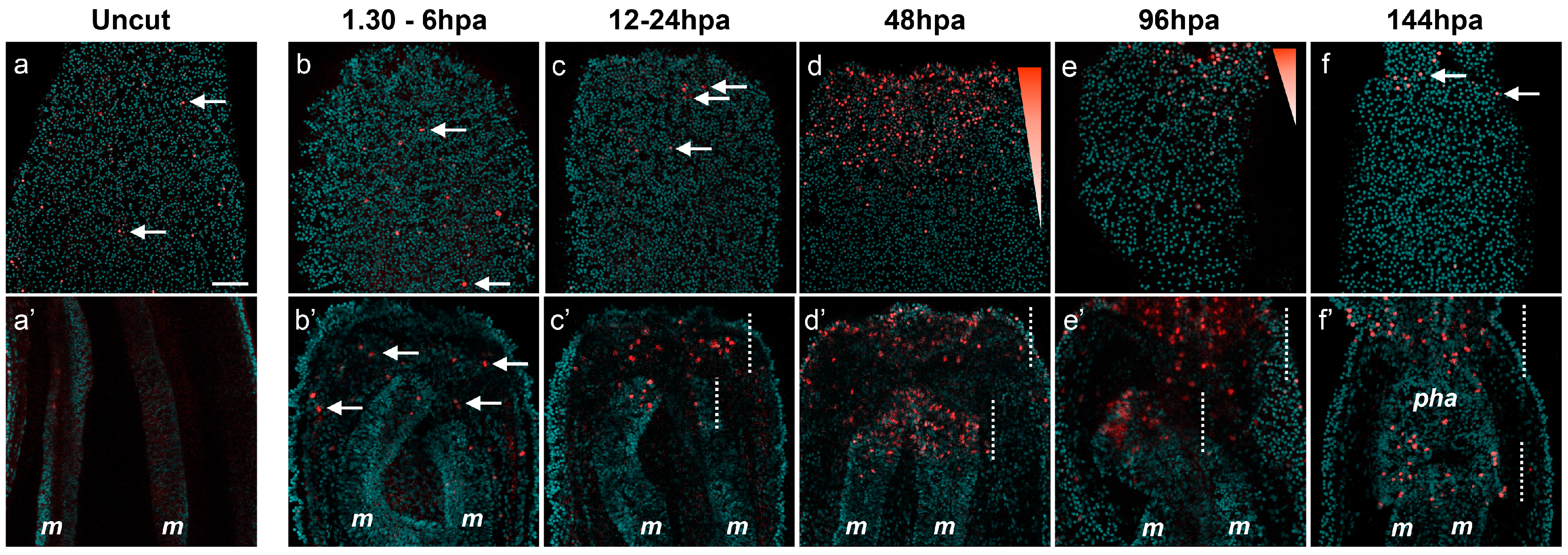 Ijms 16 26100 g009 1024