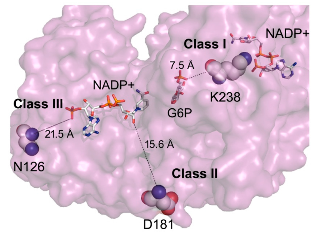 Mutations Full-Text ... IJMS | of | Free Glucose-6-Phosphate