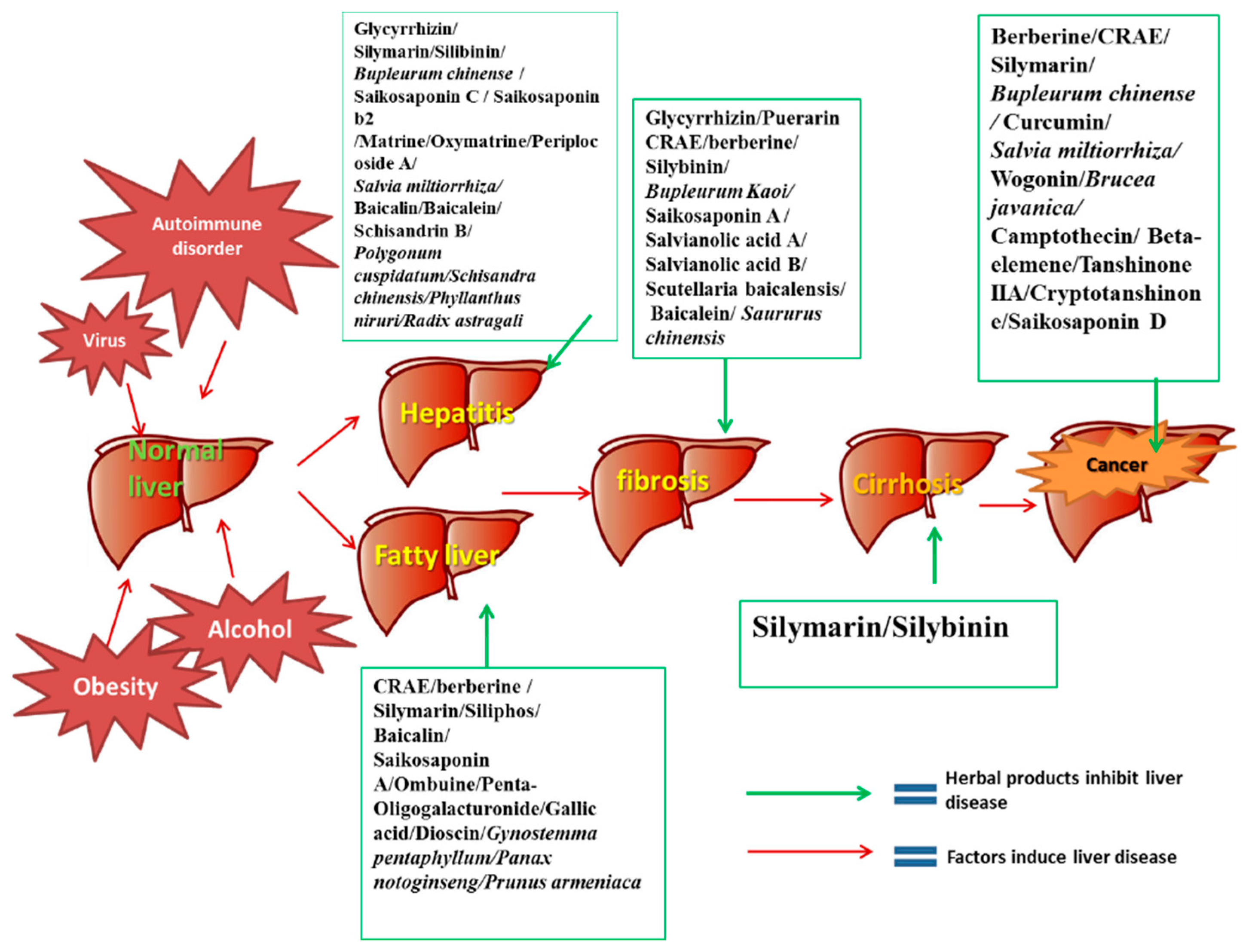 Лечебные свойства печени. Растения для печени. Защита печени. Печень иммунология. Pathogenesis of alcoholic Liver disease.