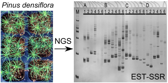 IJMS Free FullText De Novo Transcriptome Sequencing