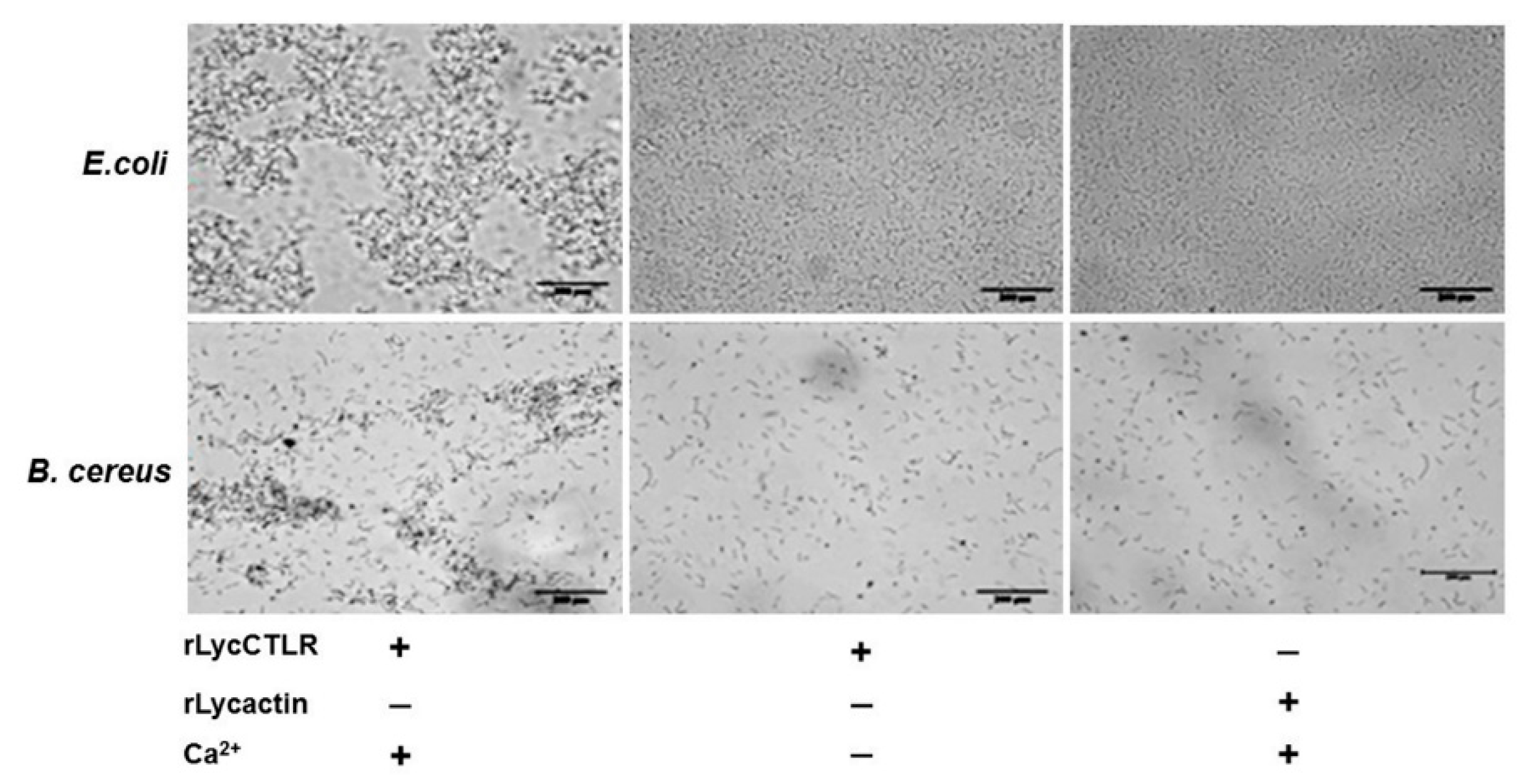 Ijms 16 26175 g006 1024