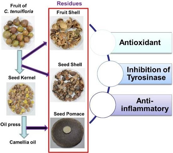 Ijms Free Full Text Antioxidant Anti Tyrosinase And Anti Inflammatory Activities Of Oil Production Residues From Camellia Tenuifloria