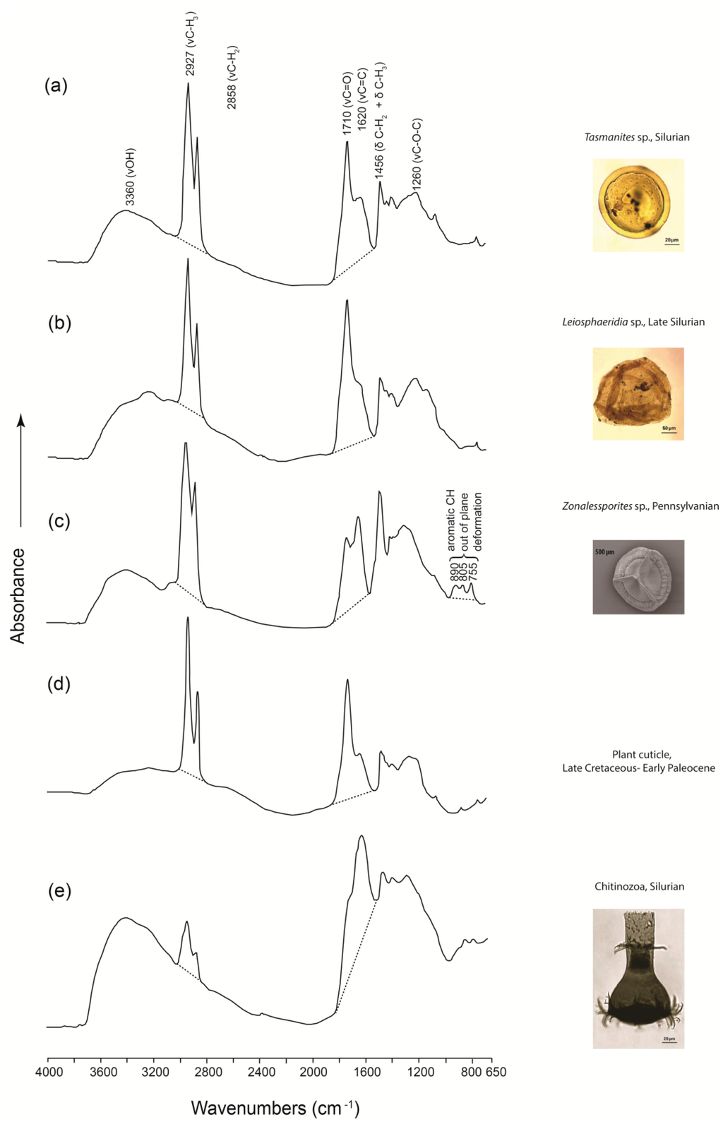 IJMS Free FullText Applications of MicroFourier Transform