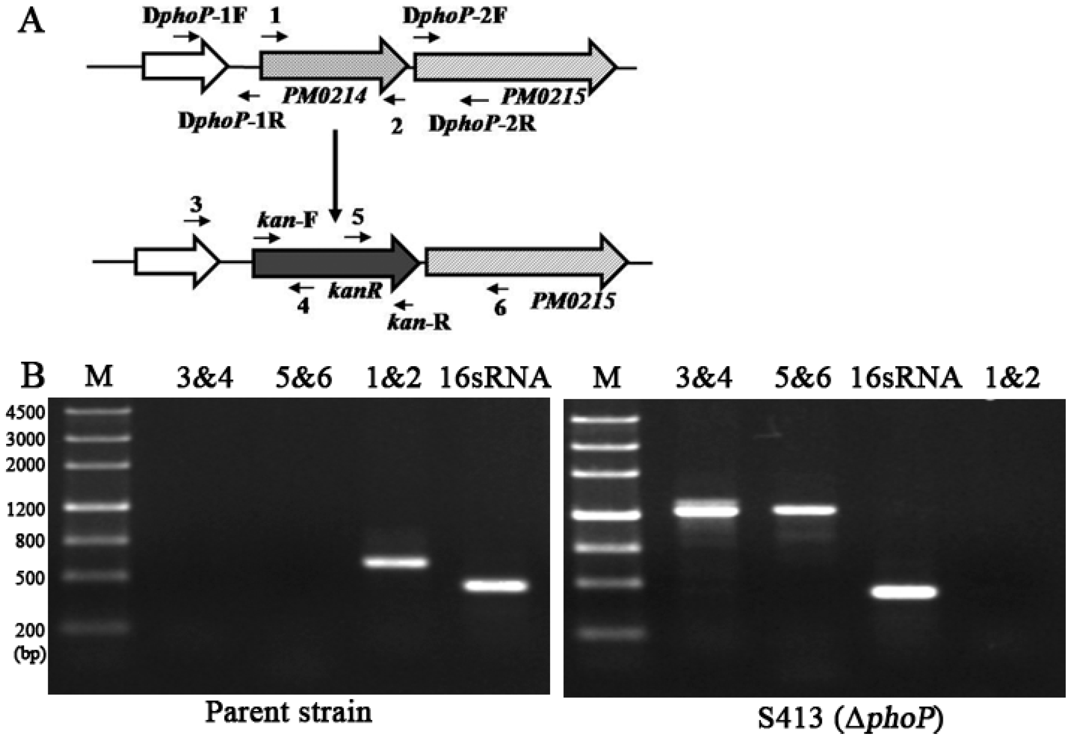 Ijms 17 00012 g002 1024