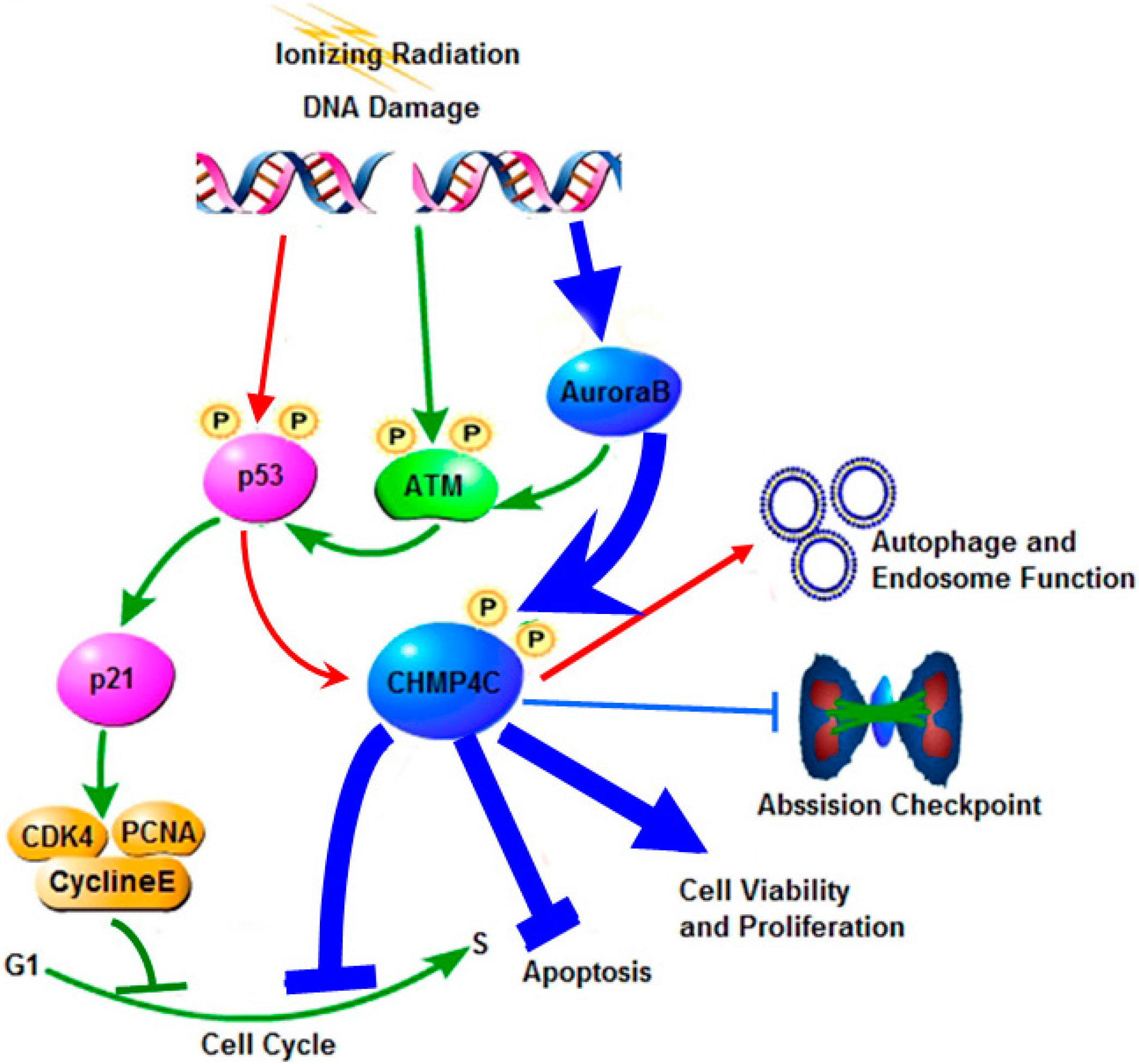 Ijms 17 00018 g009 1024