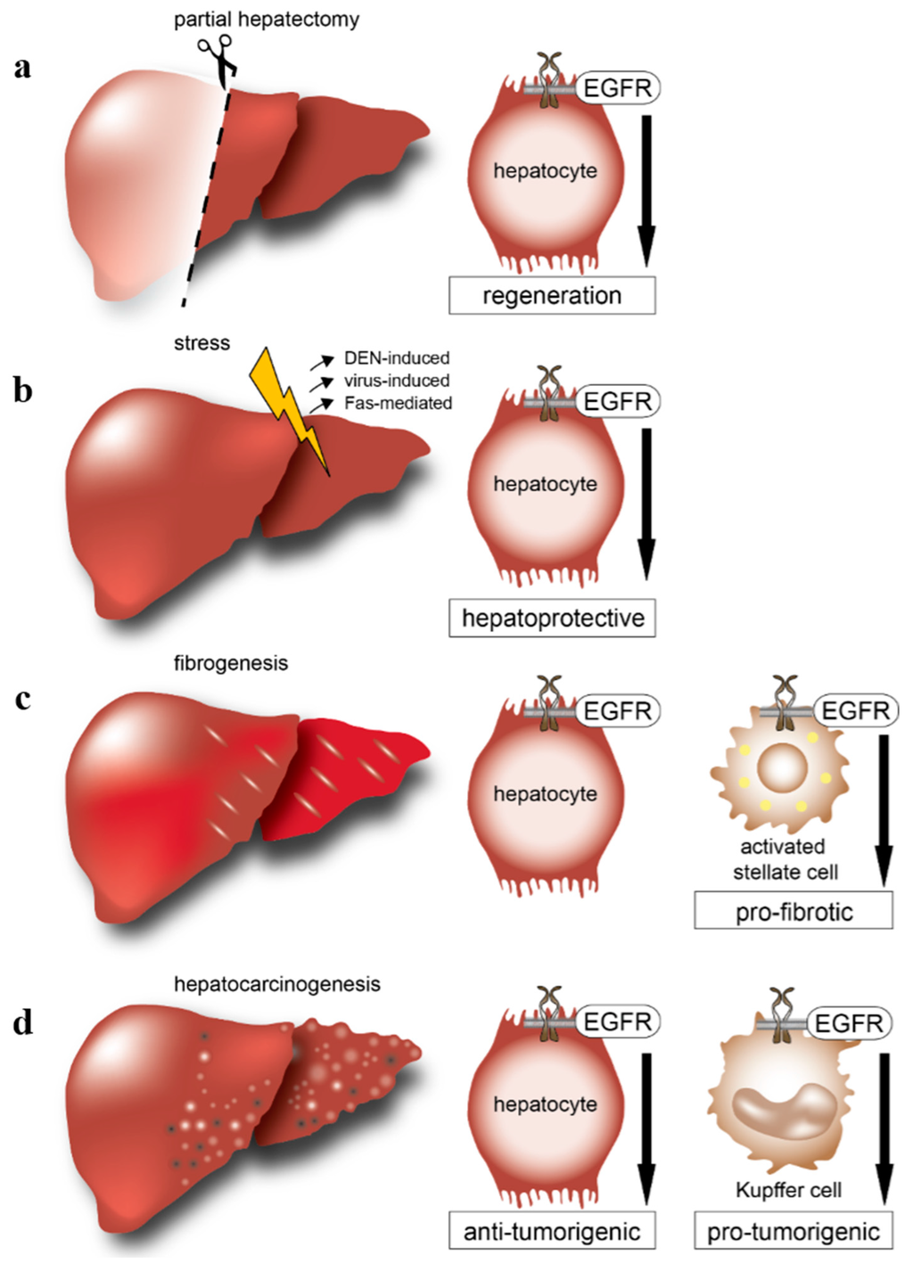 IJMS | Free Full-Text | EGFR Signaling in Liver Diseases