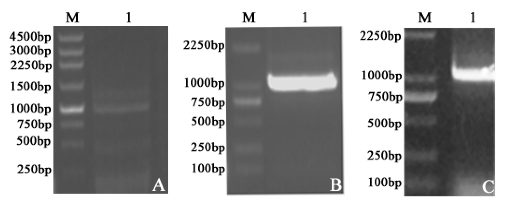 Ijms 17 00039 g001