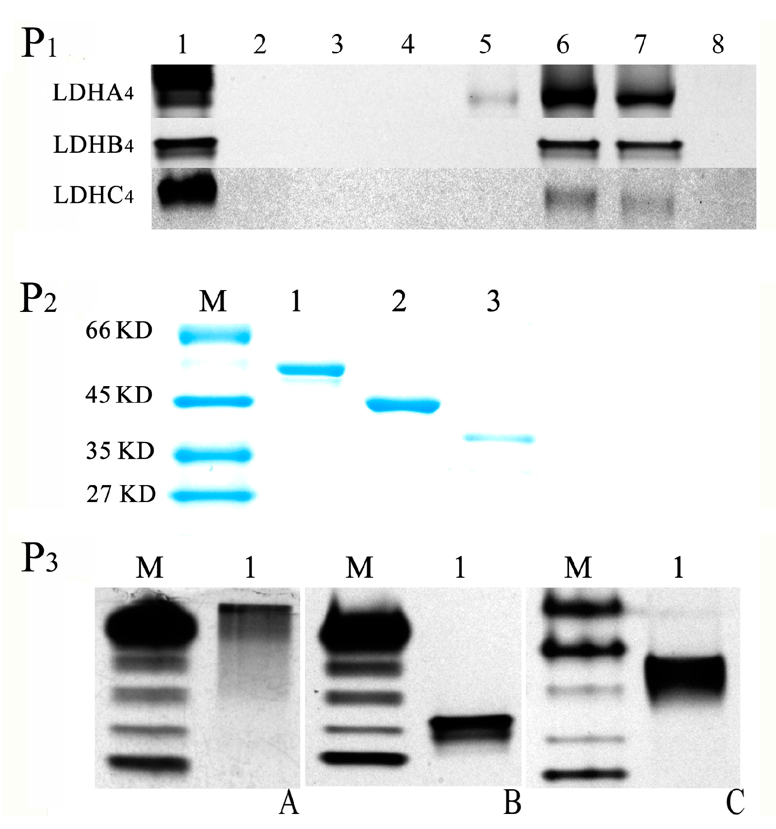 Ijms 17 00039 g003