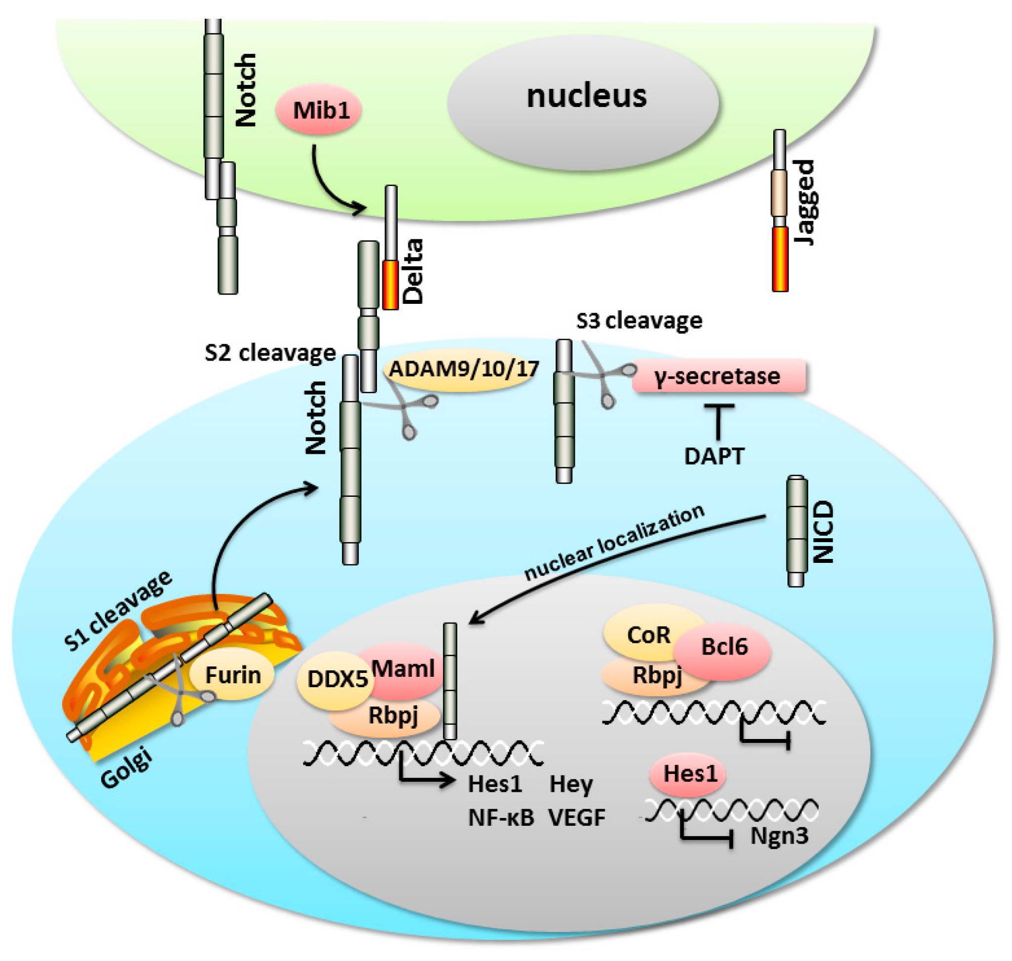 IJMS | Free Full-Text | Notch Signaling in Pancreatic Development