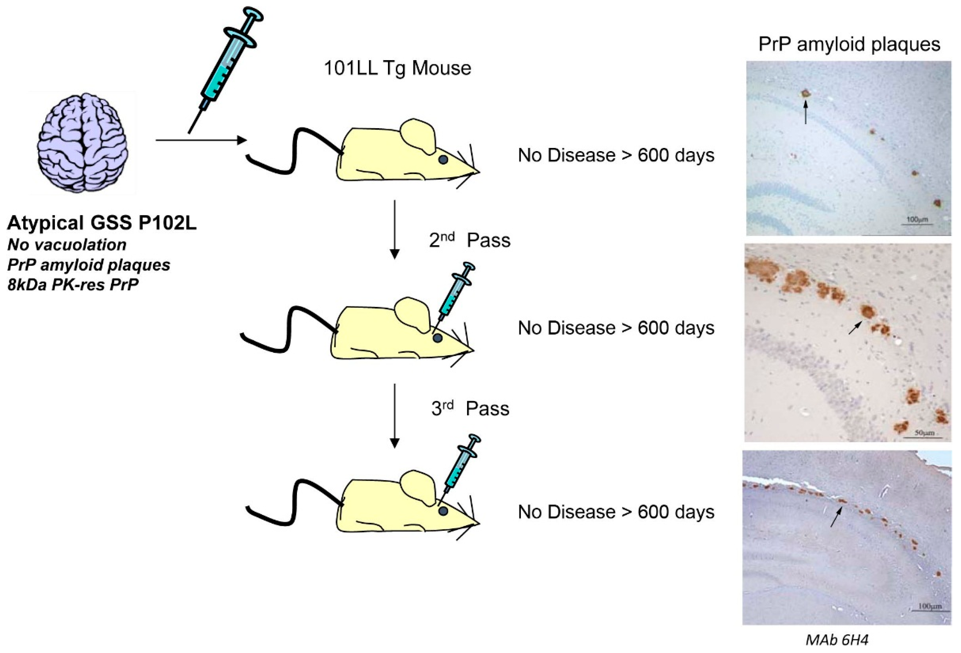 IJMS | Free Full-Text | Insights into Mechanisms of Chronic