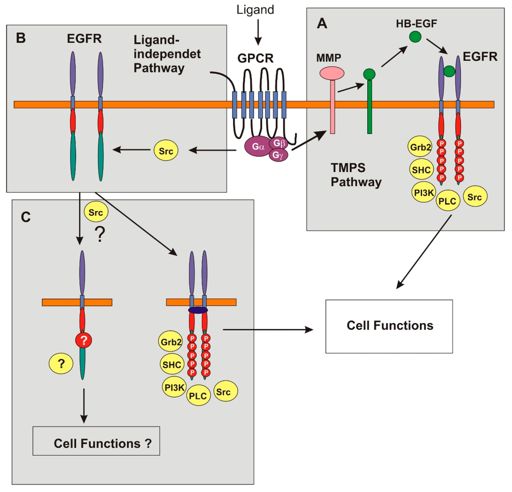 IJMS Free FullText Transactivation of Epidermal Growth Factor Receptor by G ProteinCoupled