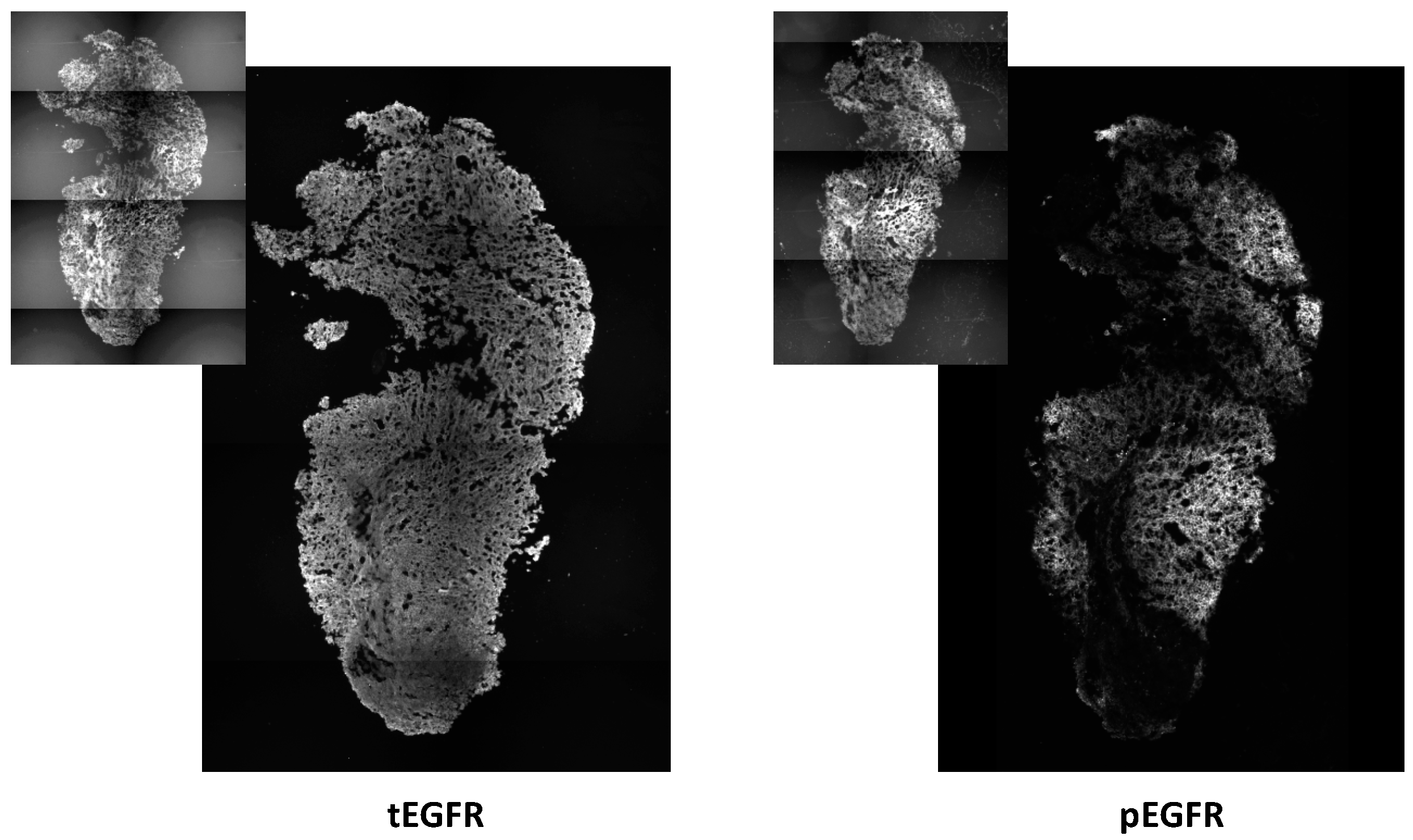 Ijms 17 00101 g004 1024