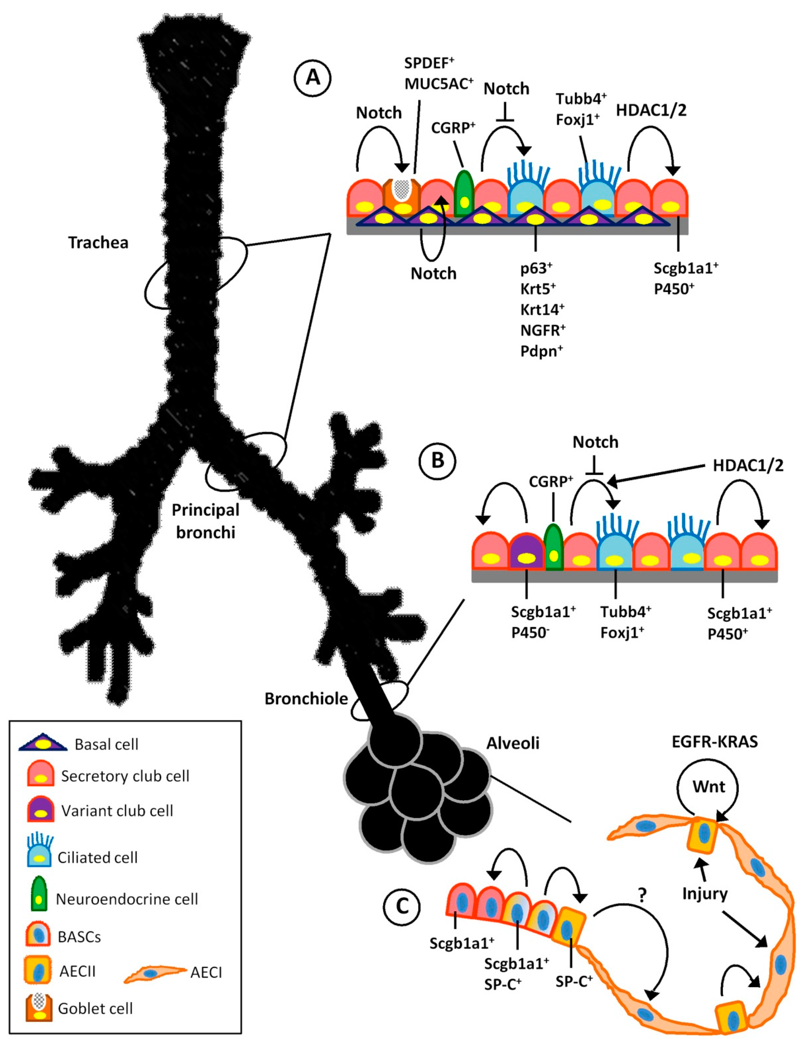 Ijms Free Full Text Lung Regeneration Endogenous And Exogenous Stem Cell Mediated Therapeutic Approaches Html