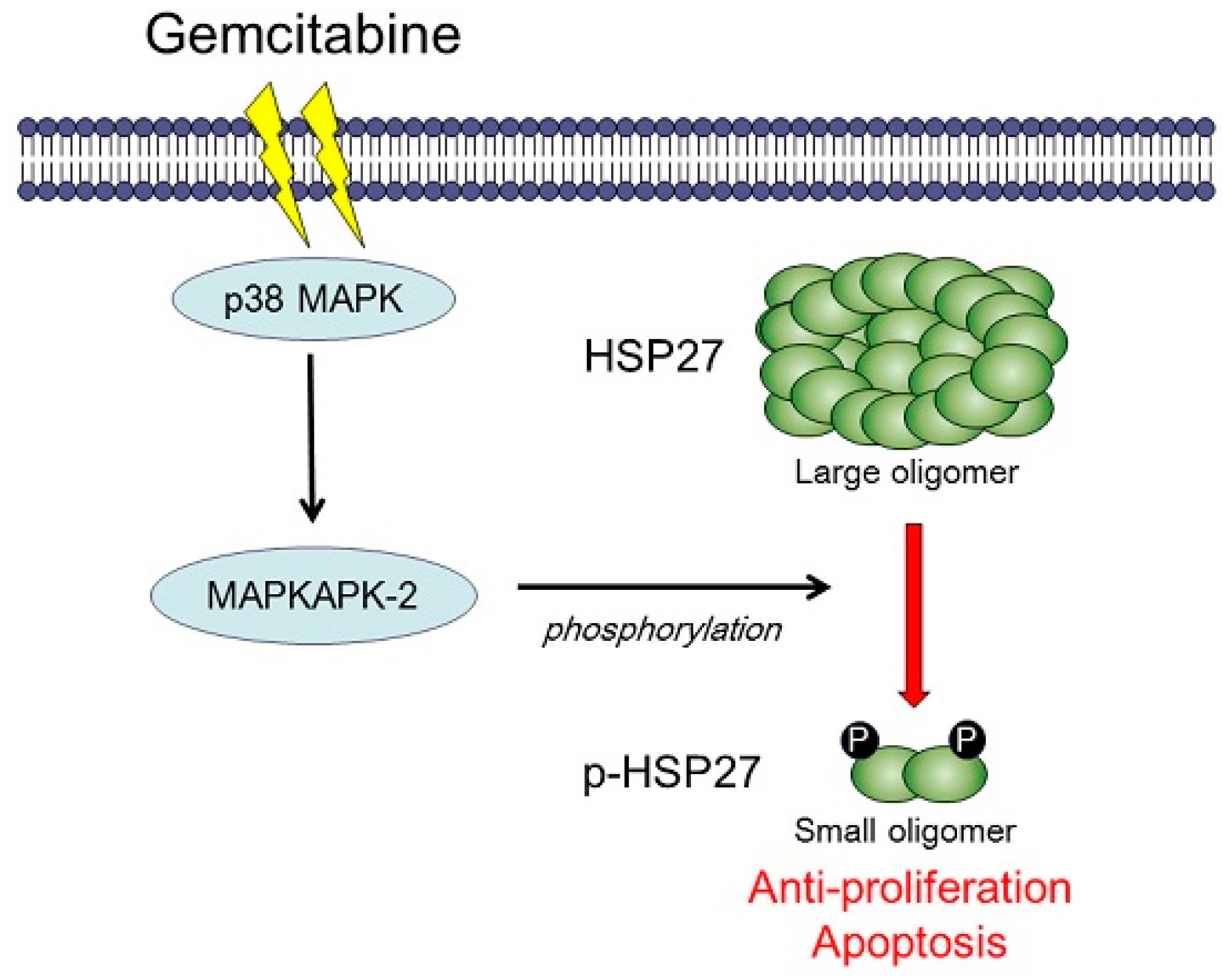 has many complex proteins and so have a robust system for heat-shock protein assisted folding has many complex proteins and so have a robust system for heat-shock protein assisted folding