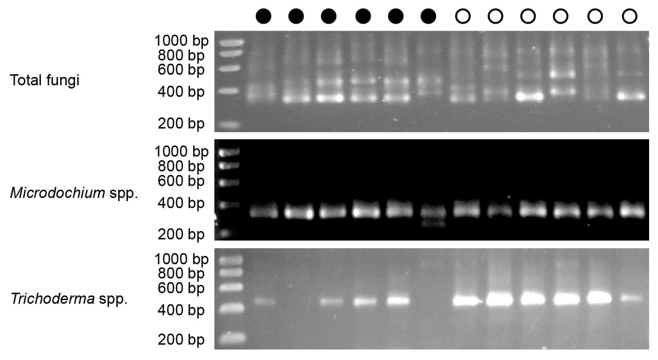 Ijms 17 00140 g003