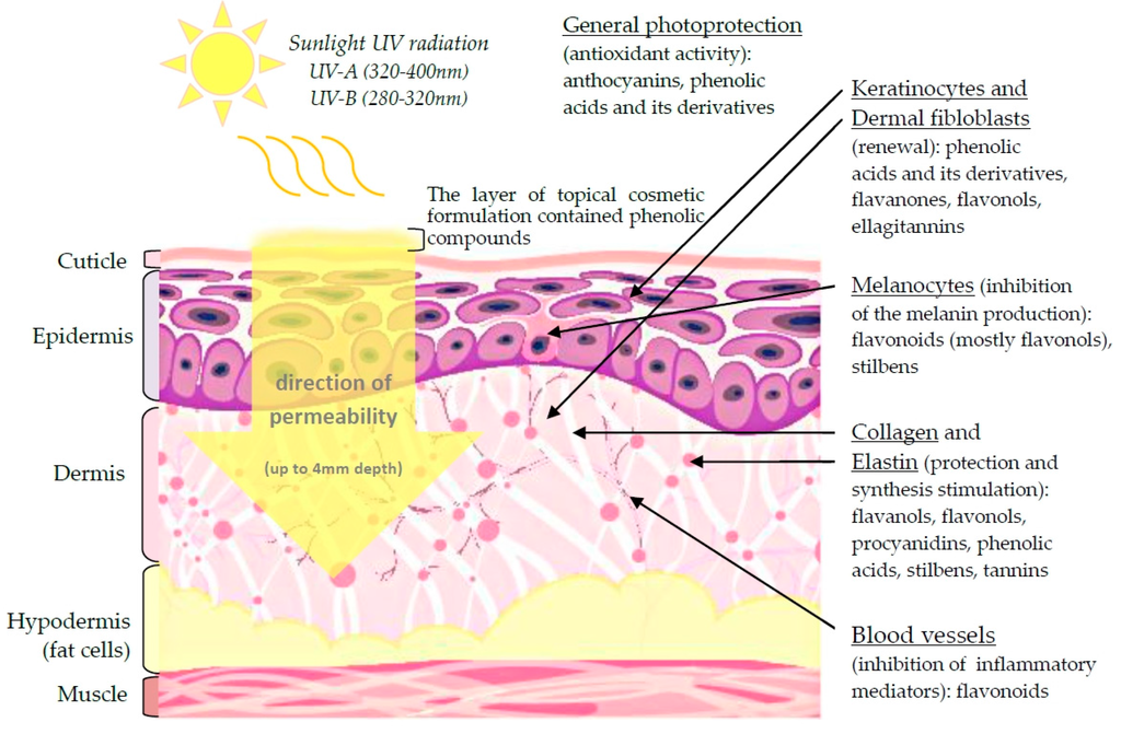 IJMS | Free Full-Text | The Potential of Plant Phenolics in Prevention