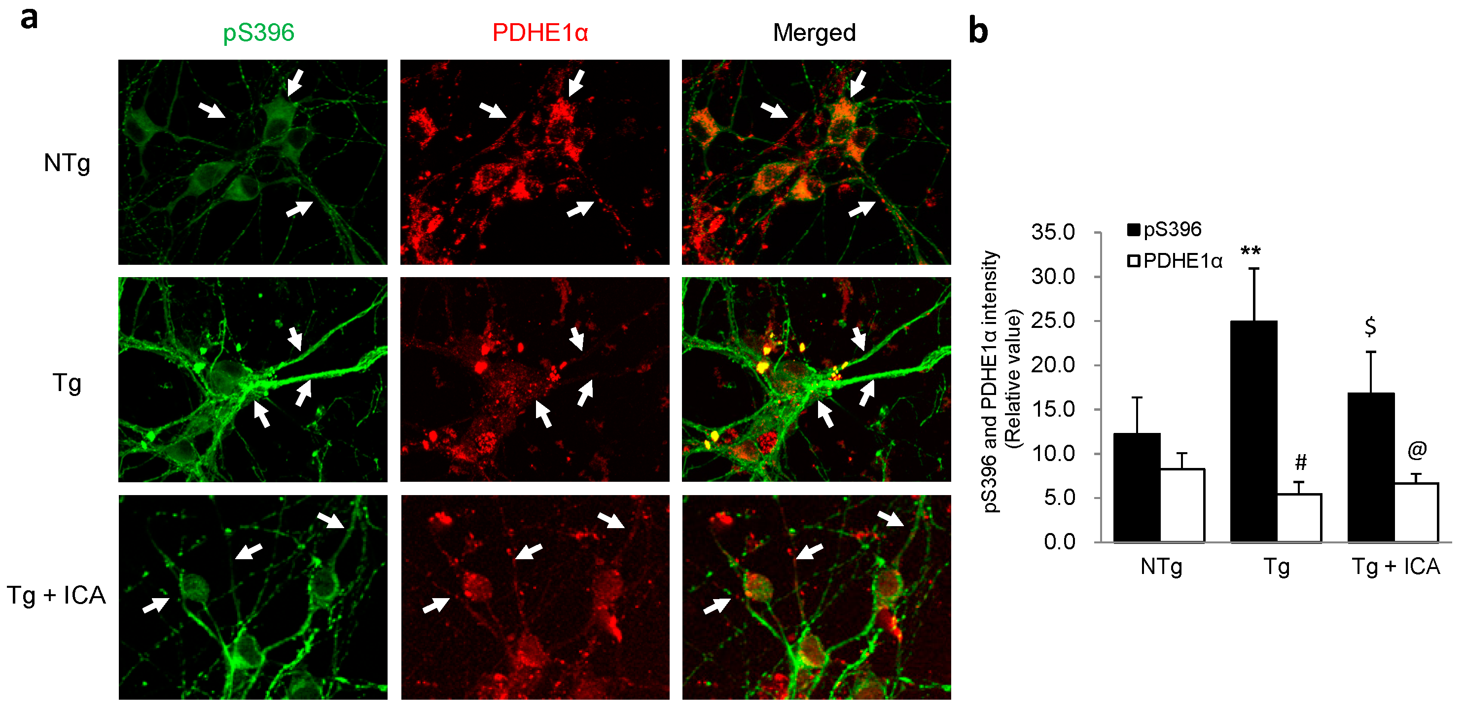 Ijms 17 00163 g006 1024