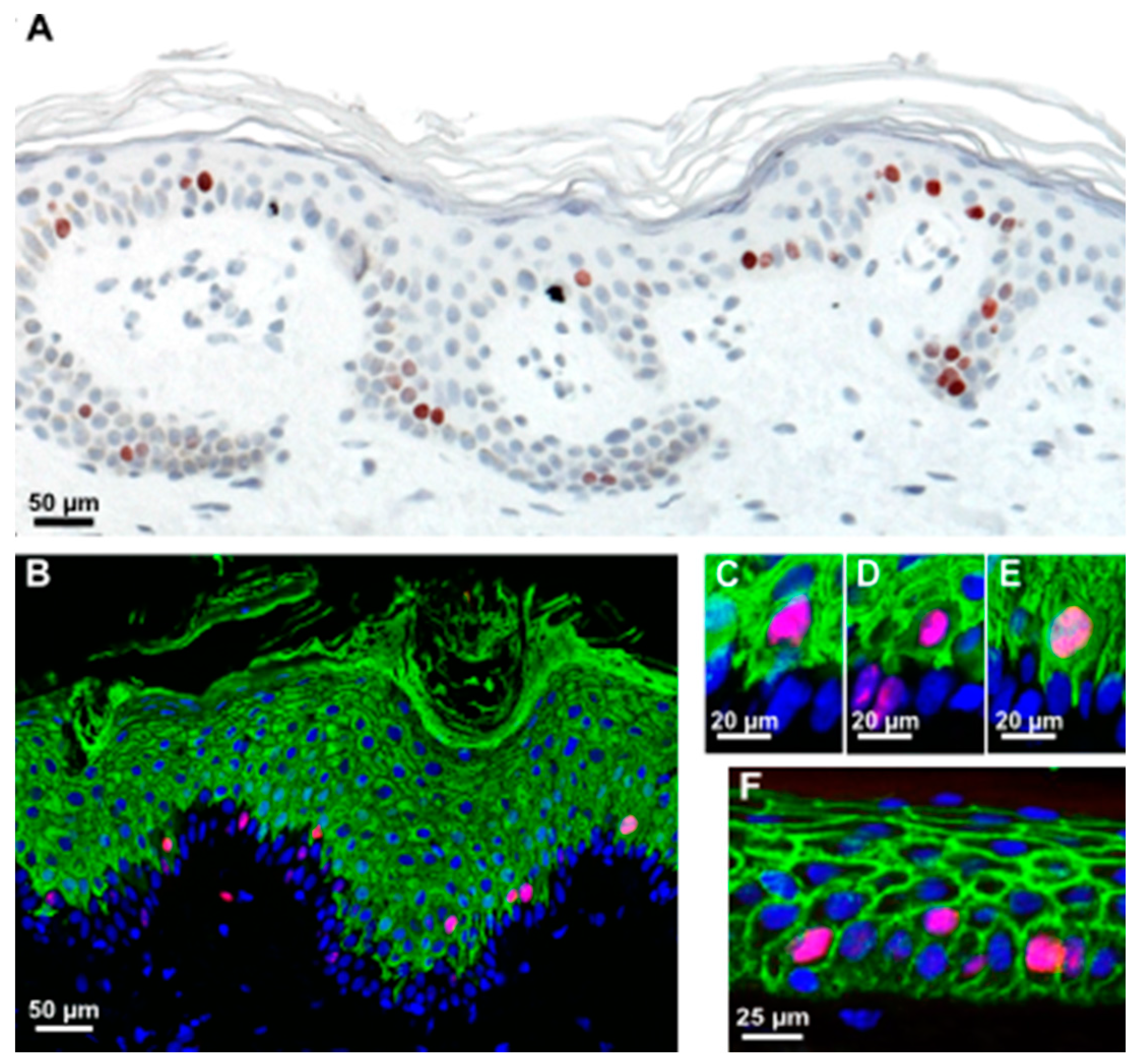 Ijms 17 00167 g003 1024