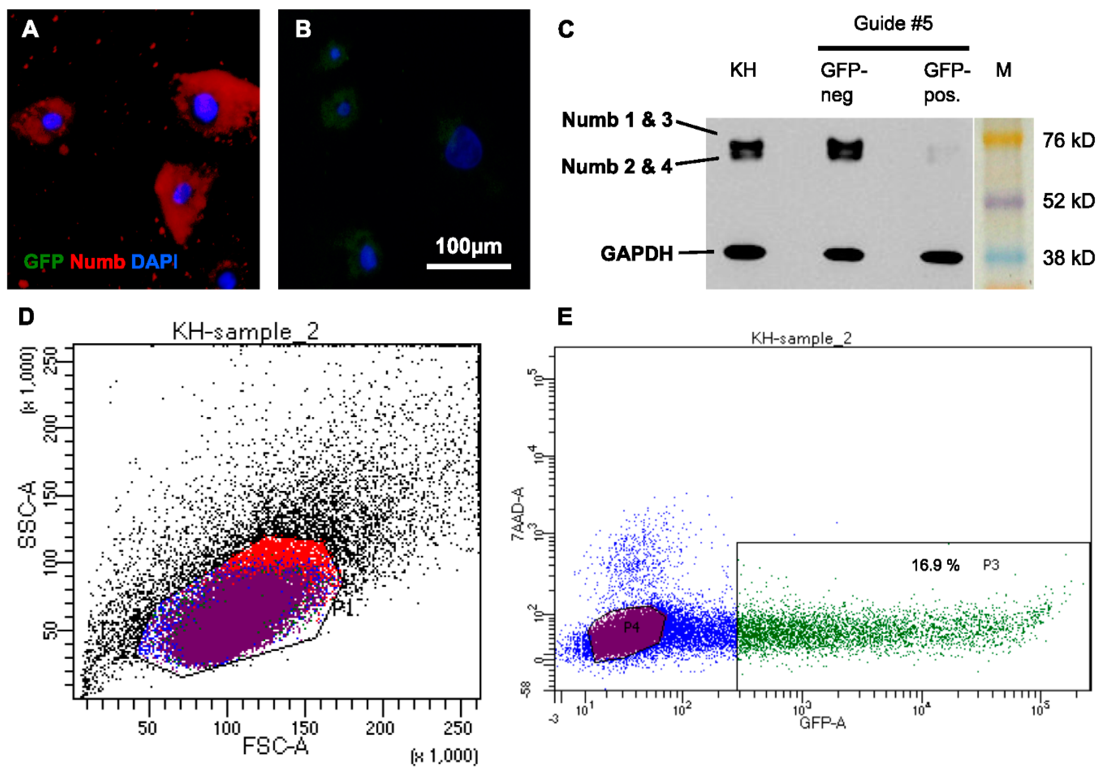 Ijms 17 00167 g005 1024