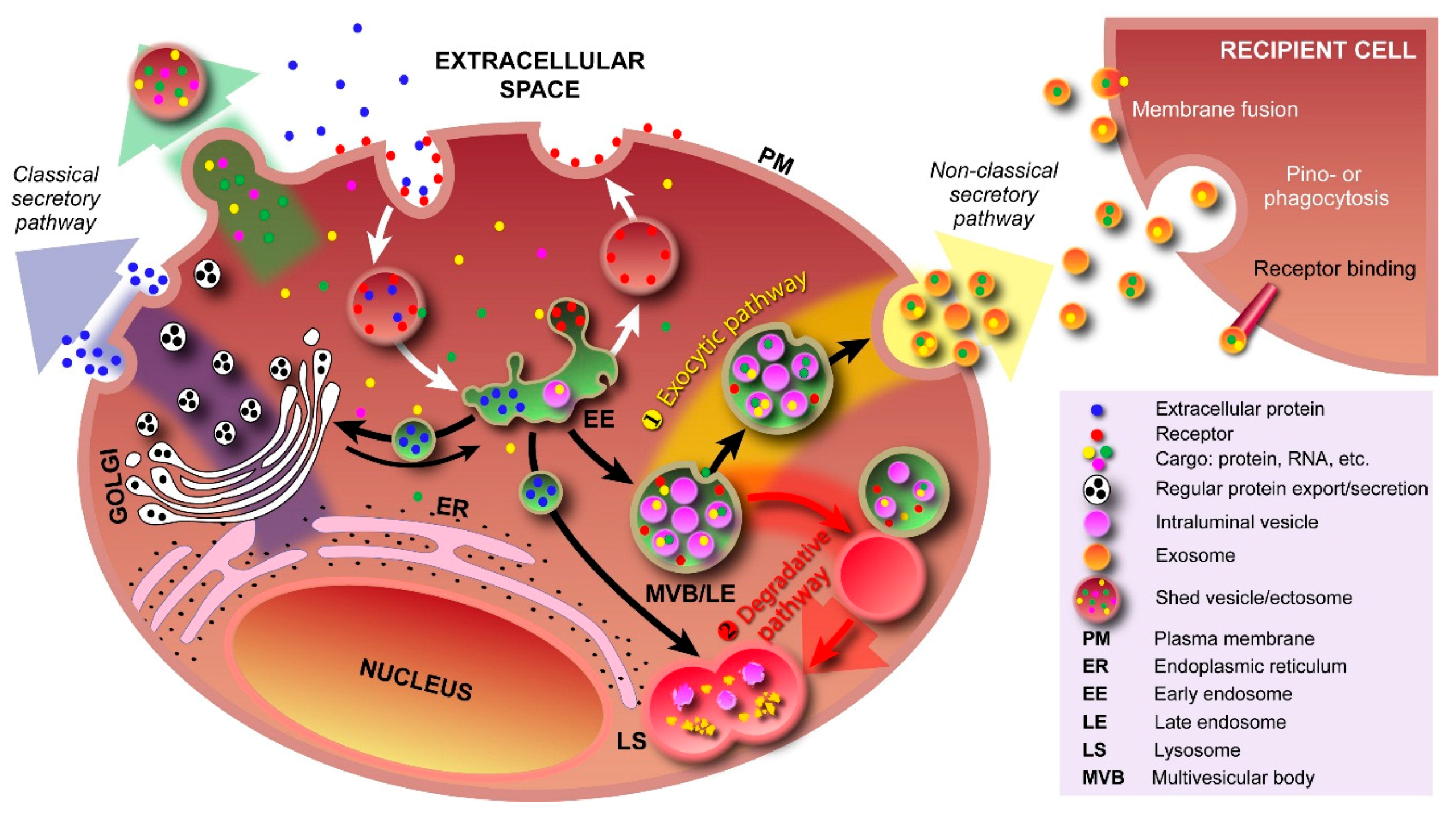 IJMS | Free Full-Text | Focus on Extracellular Vesicles: Introducing