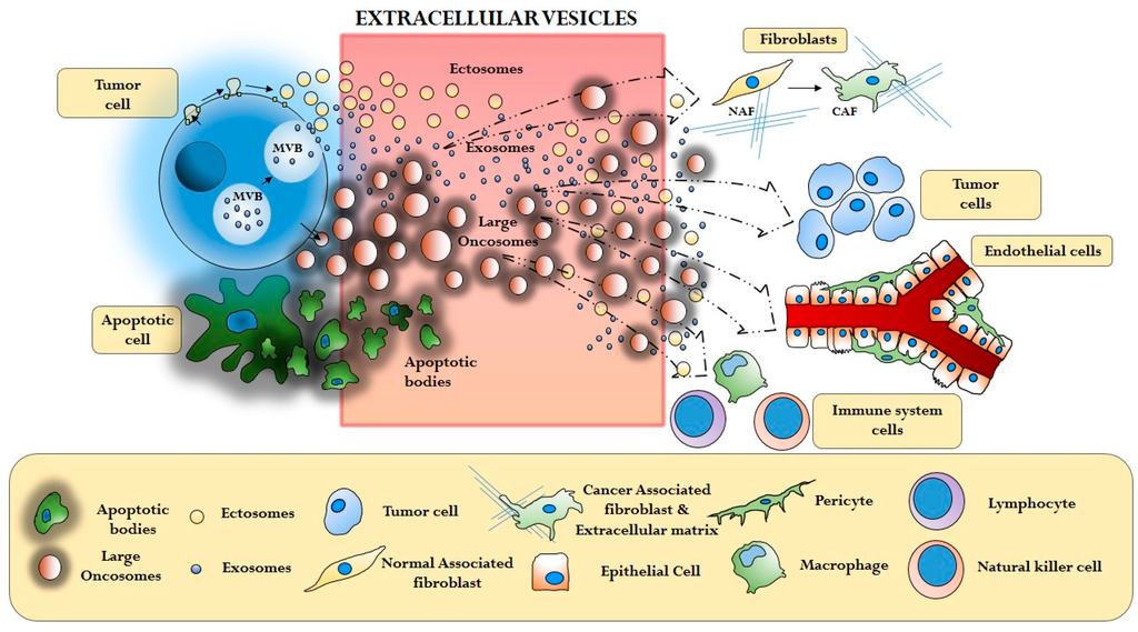 IJMS | Special Issue : Focus on Extracellular Vesicles