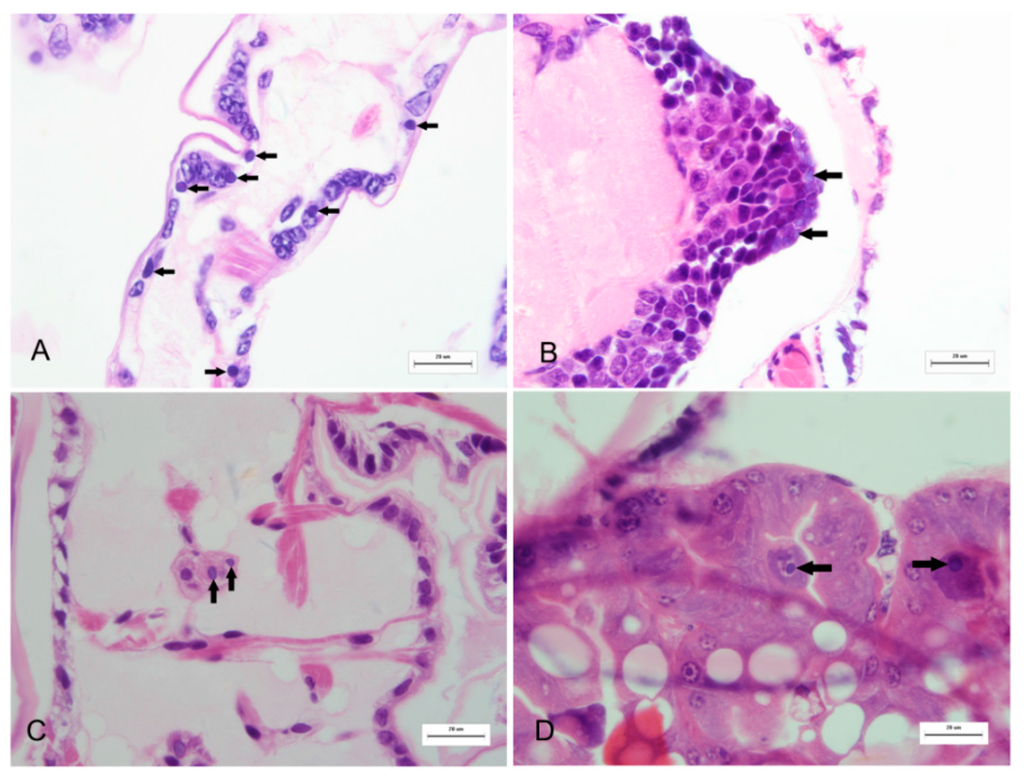 IJMS Special Issue Fish Molecular Biology