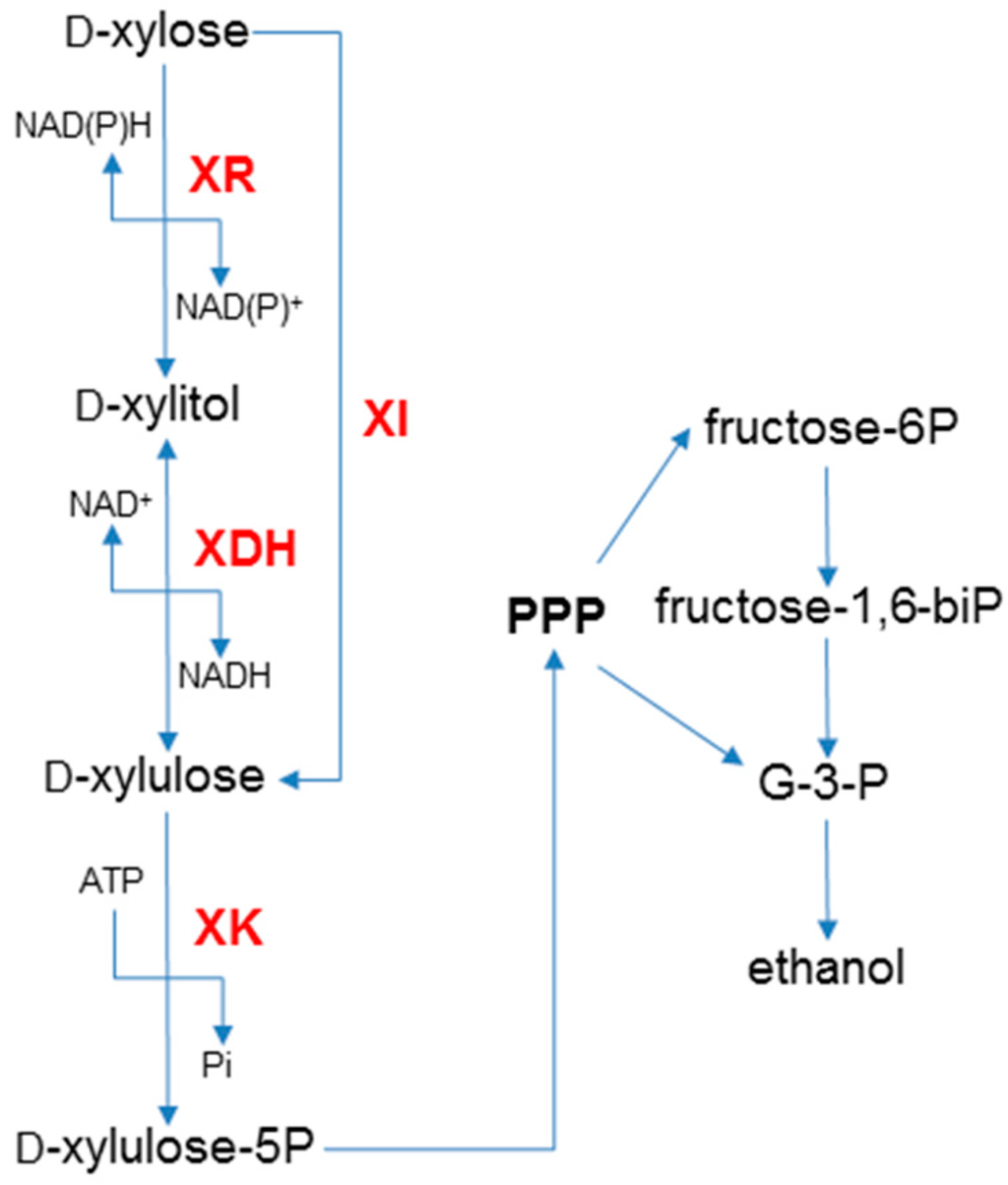 IJMS Free FullText Xylose Fermentation by Saccharomyces cerevisiae