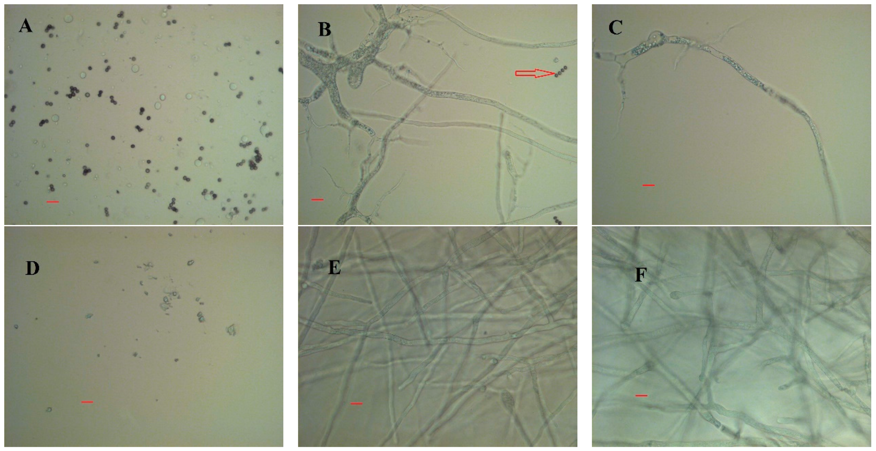 Ijms 17 00302 g007 1024