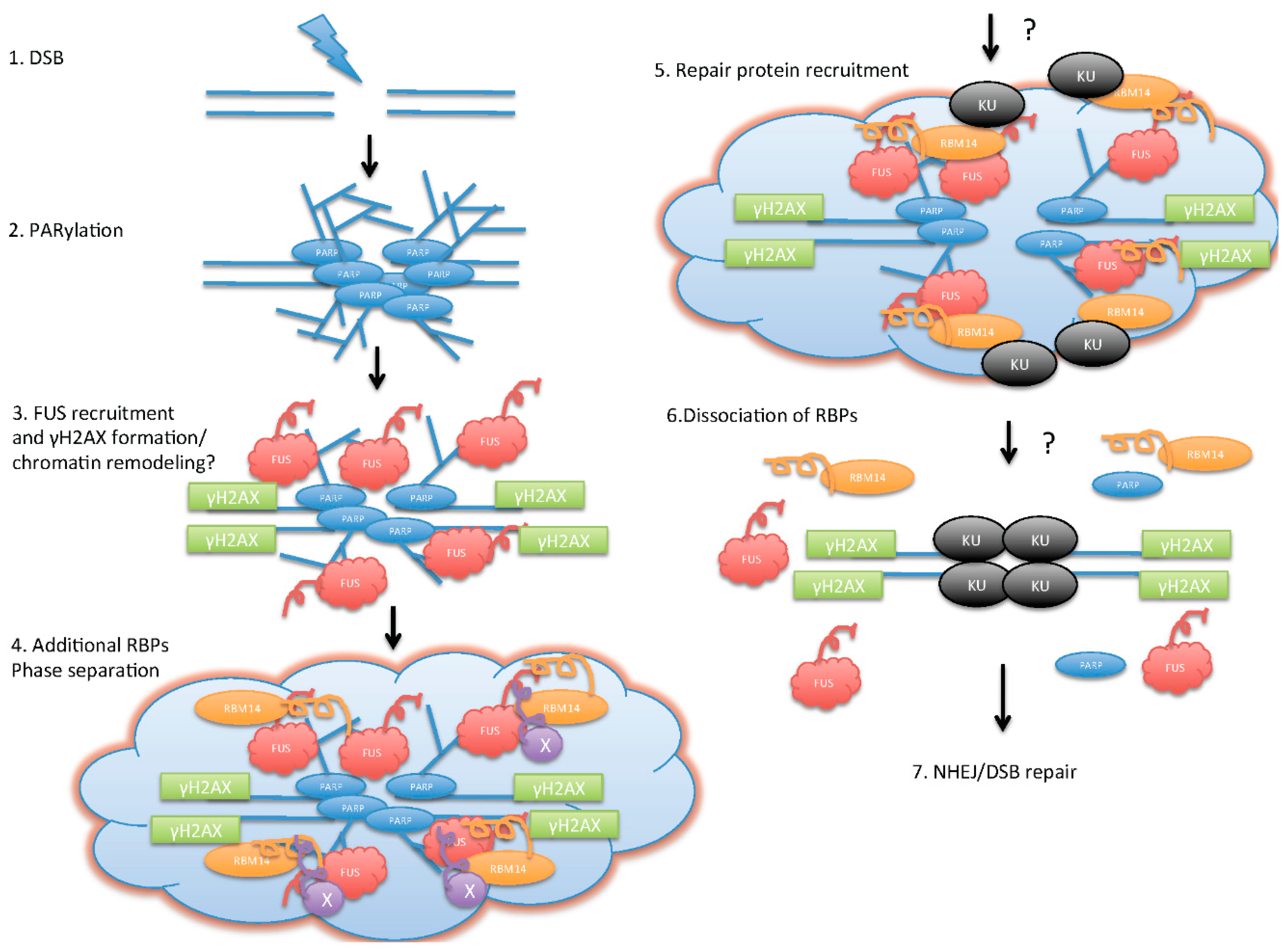 spike protein dna damage spike protein dna damage