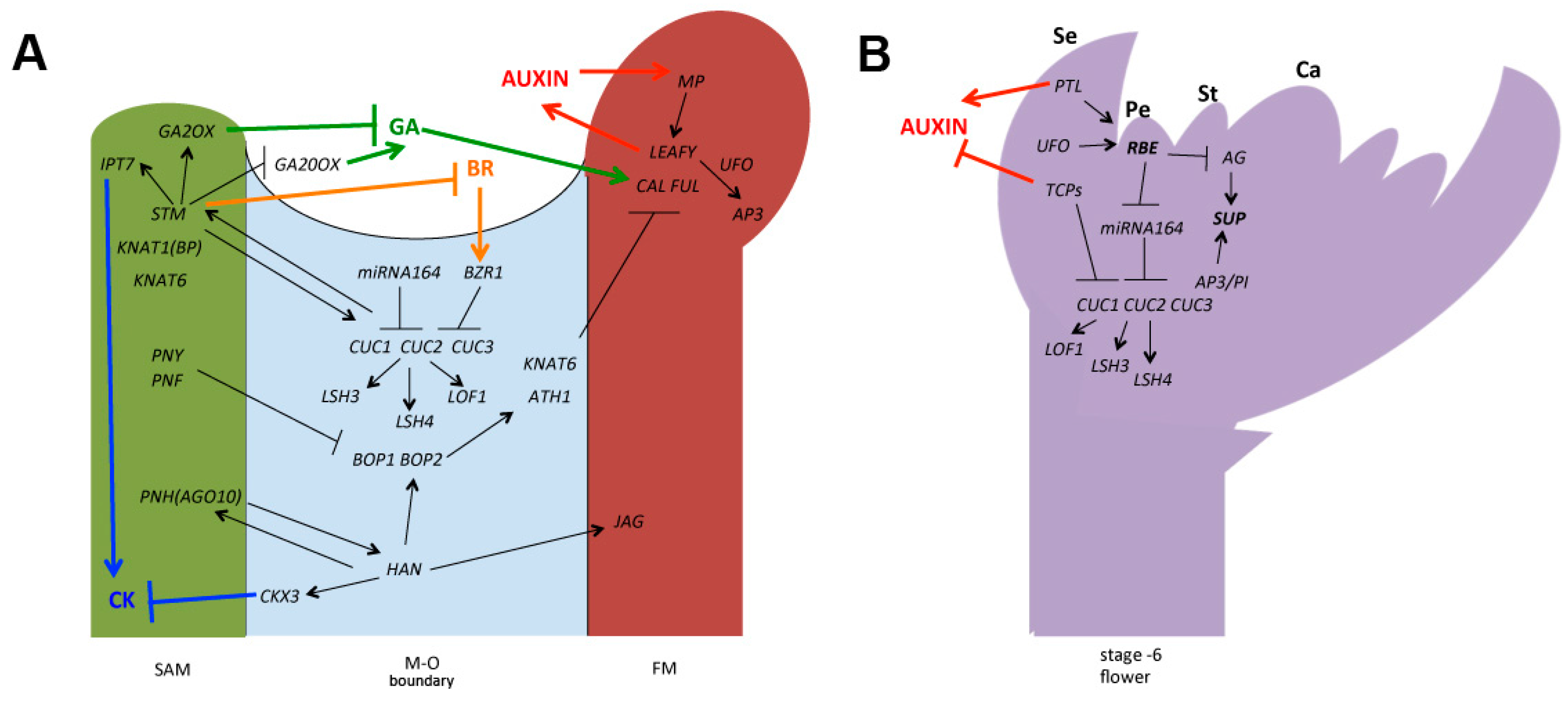 Han Chae-ah fakenude Molecular Mechanisms of Floral Boundary Formation in Arabidopsis