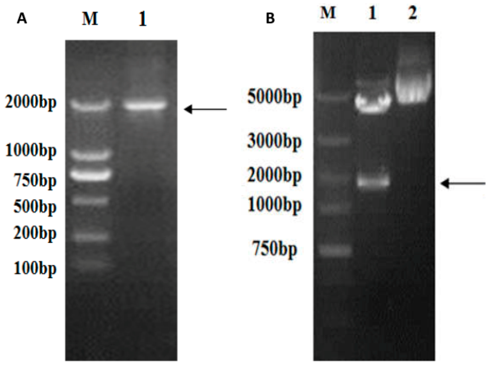 Ijms 17 00335 g002 1024