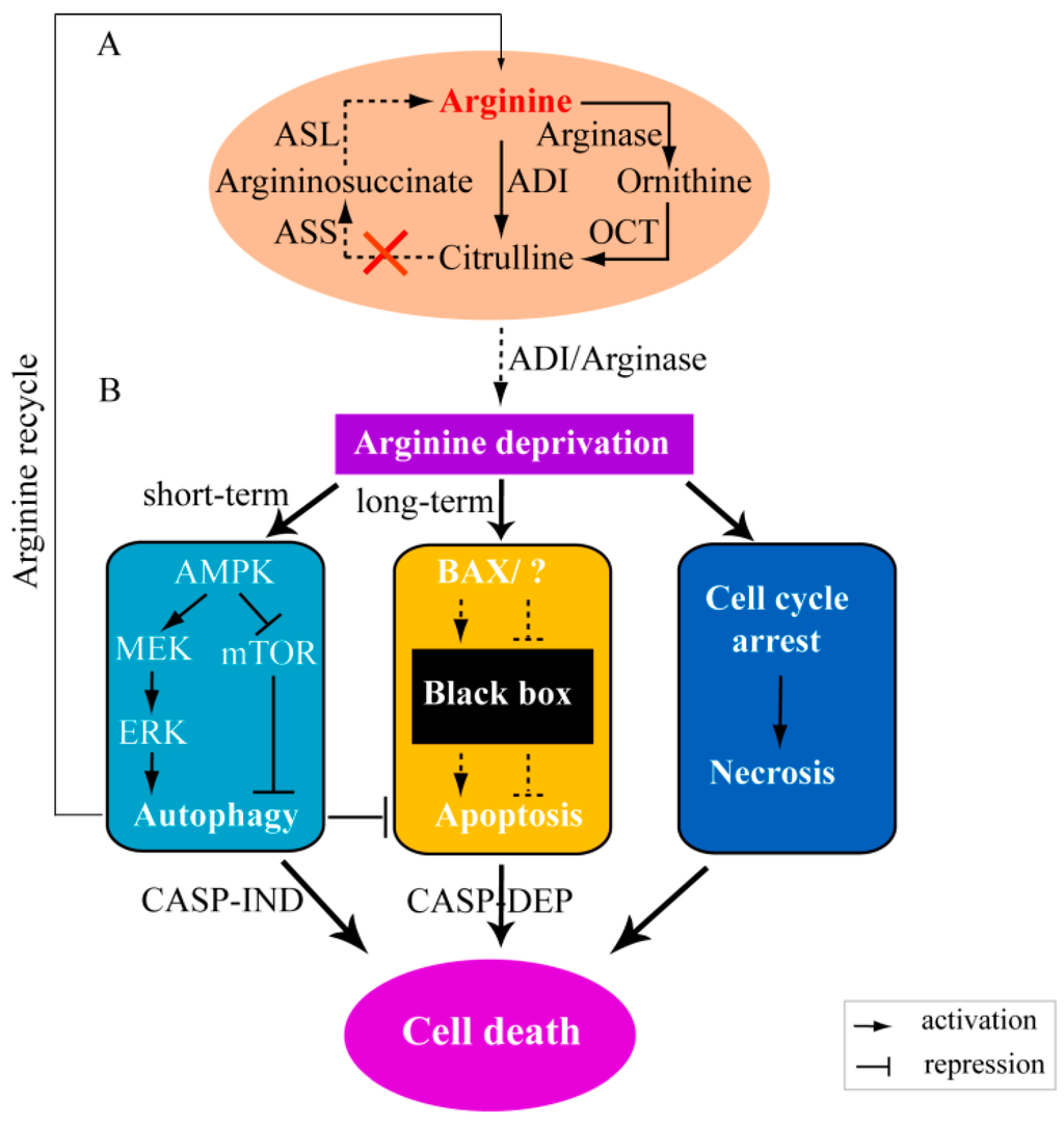 IJMS Free FullText Arginine Metabolism in Bacterial Pathogenesis