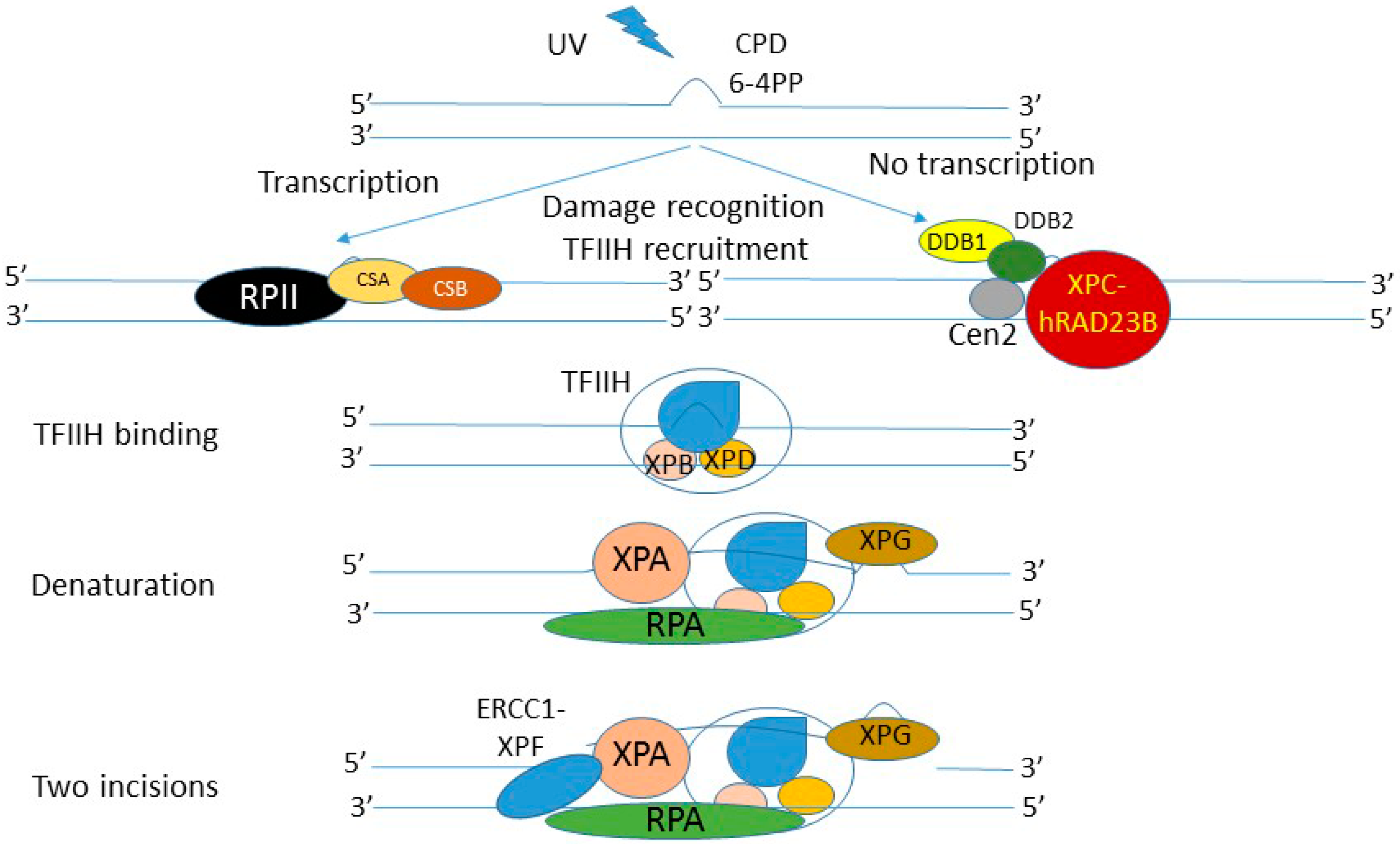 Ijms 17 00372 g004 1024