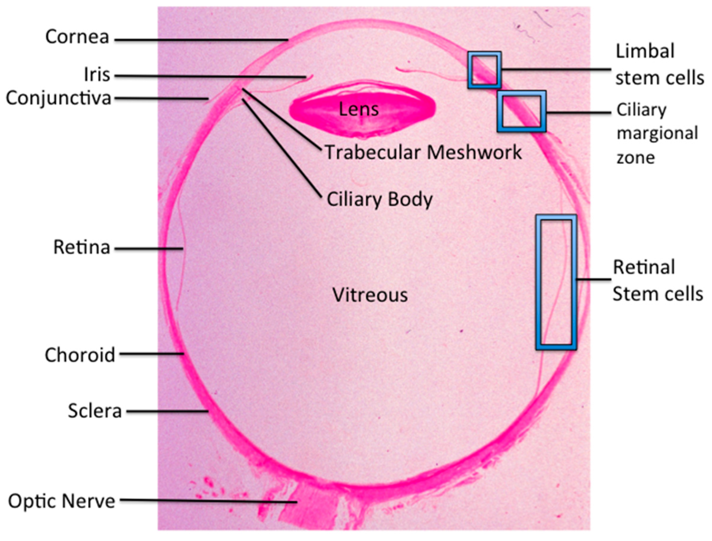 Limbus Histology